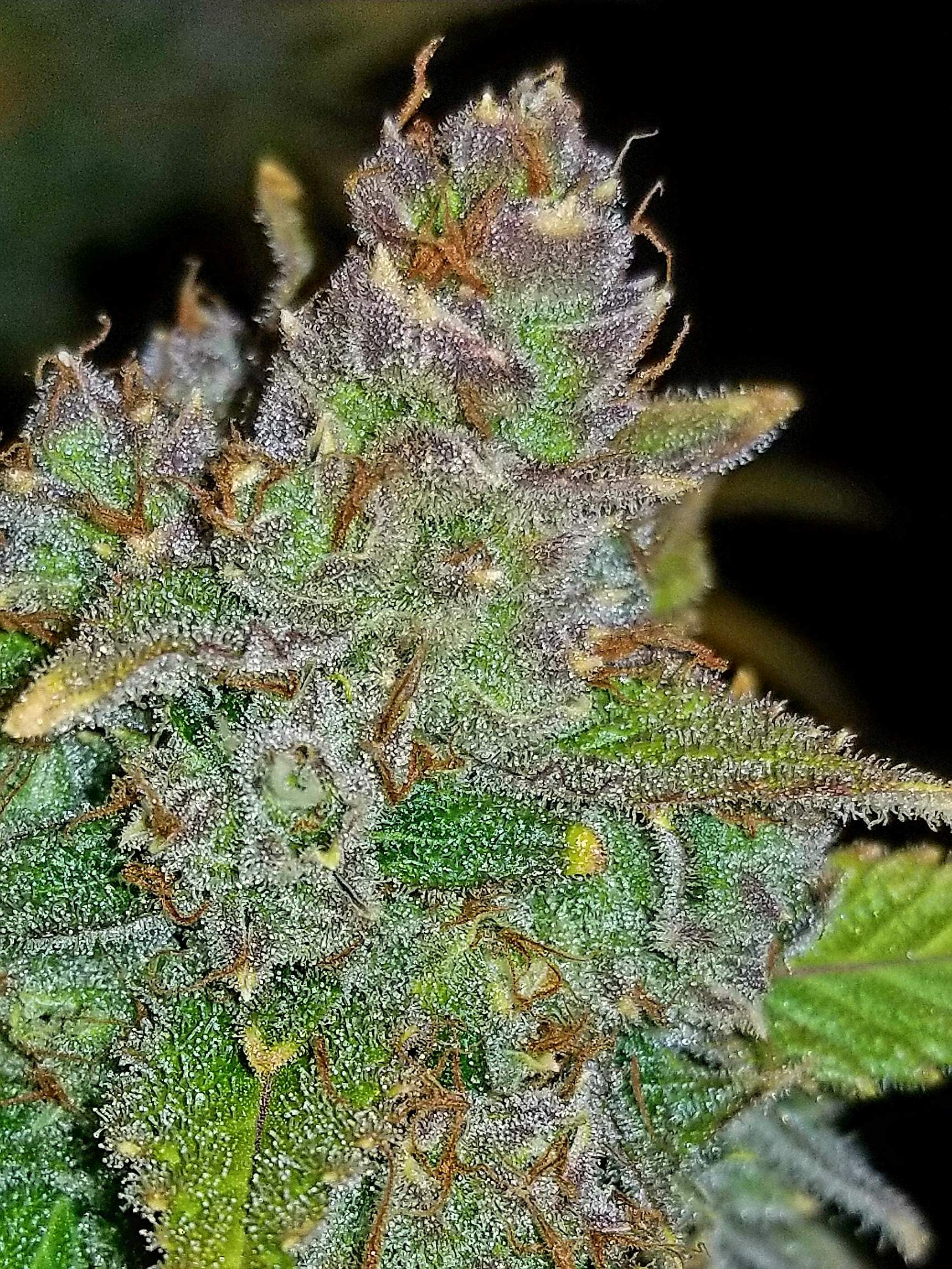 Fast Buds Blue Dream´matic Auto