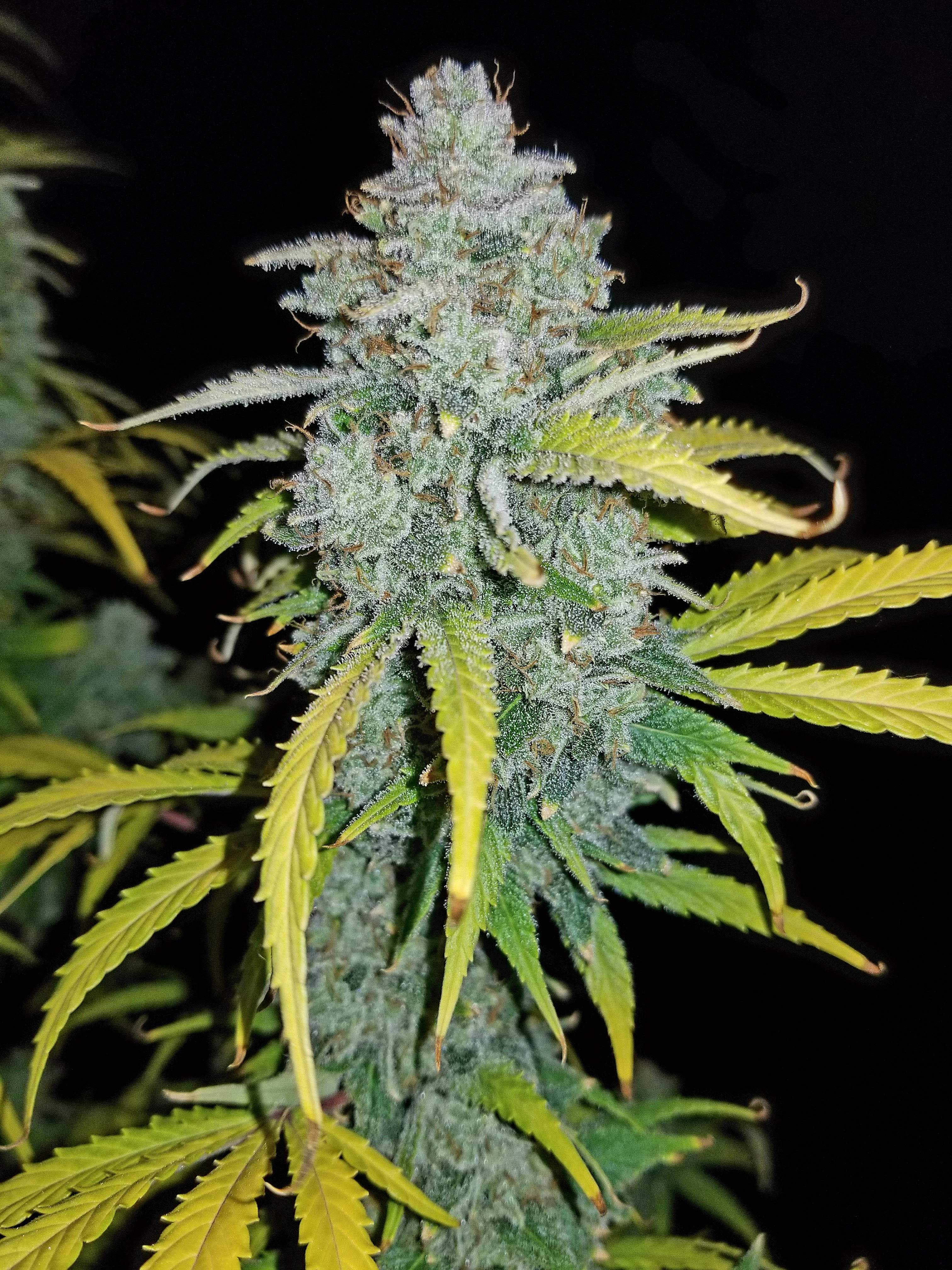 Fast Buds Blue Dream´matic Auto