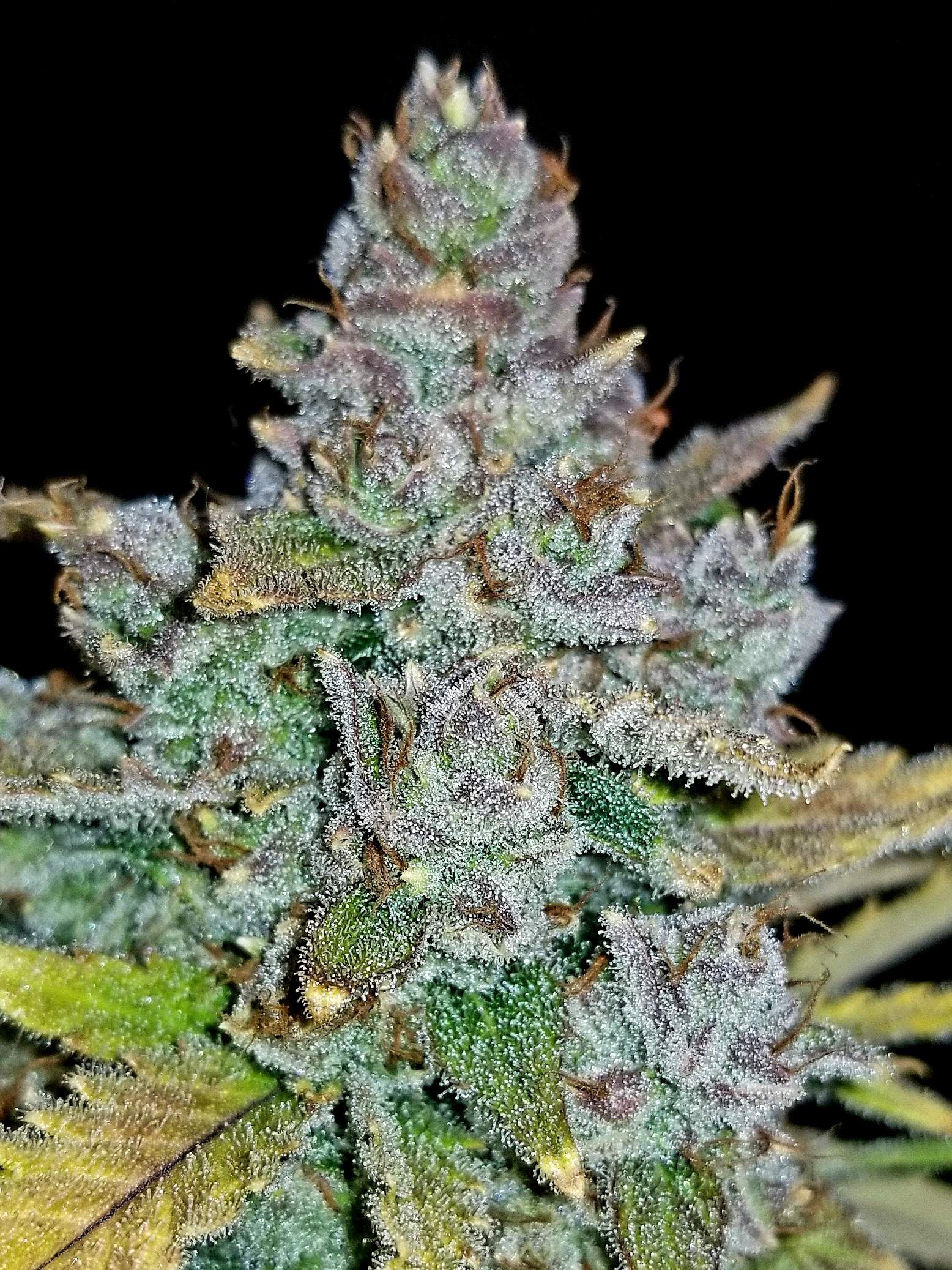 Fast Buds Blue Dream´matic Auto