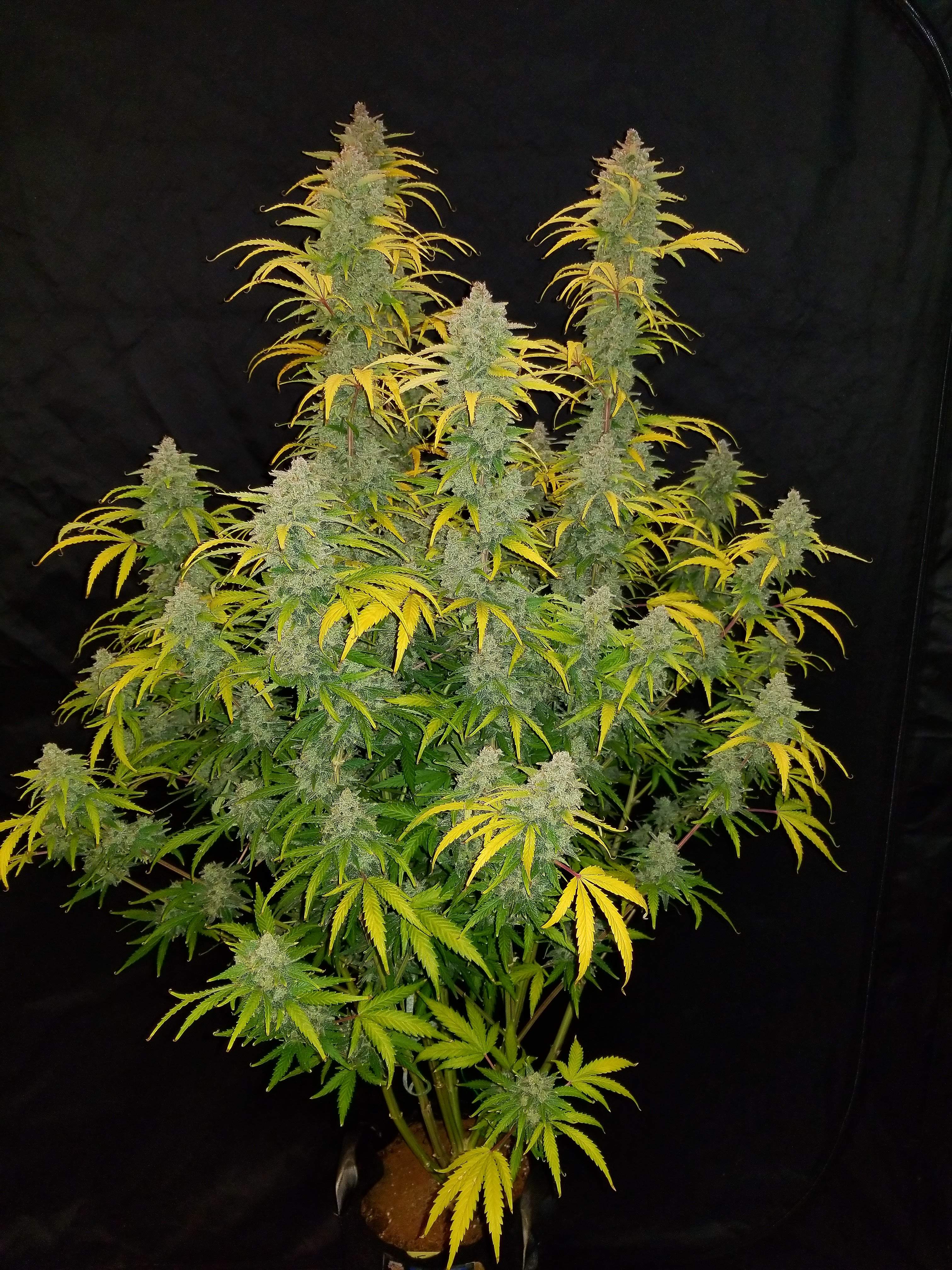 Fast Buds Blue Dream´matic Auto