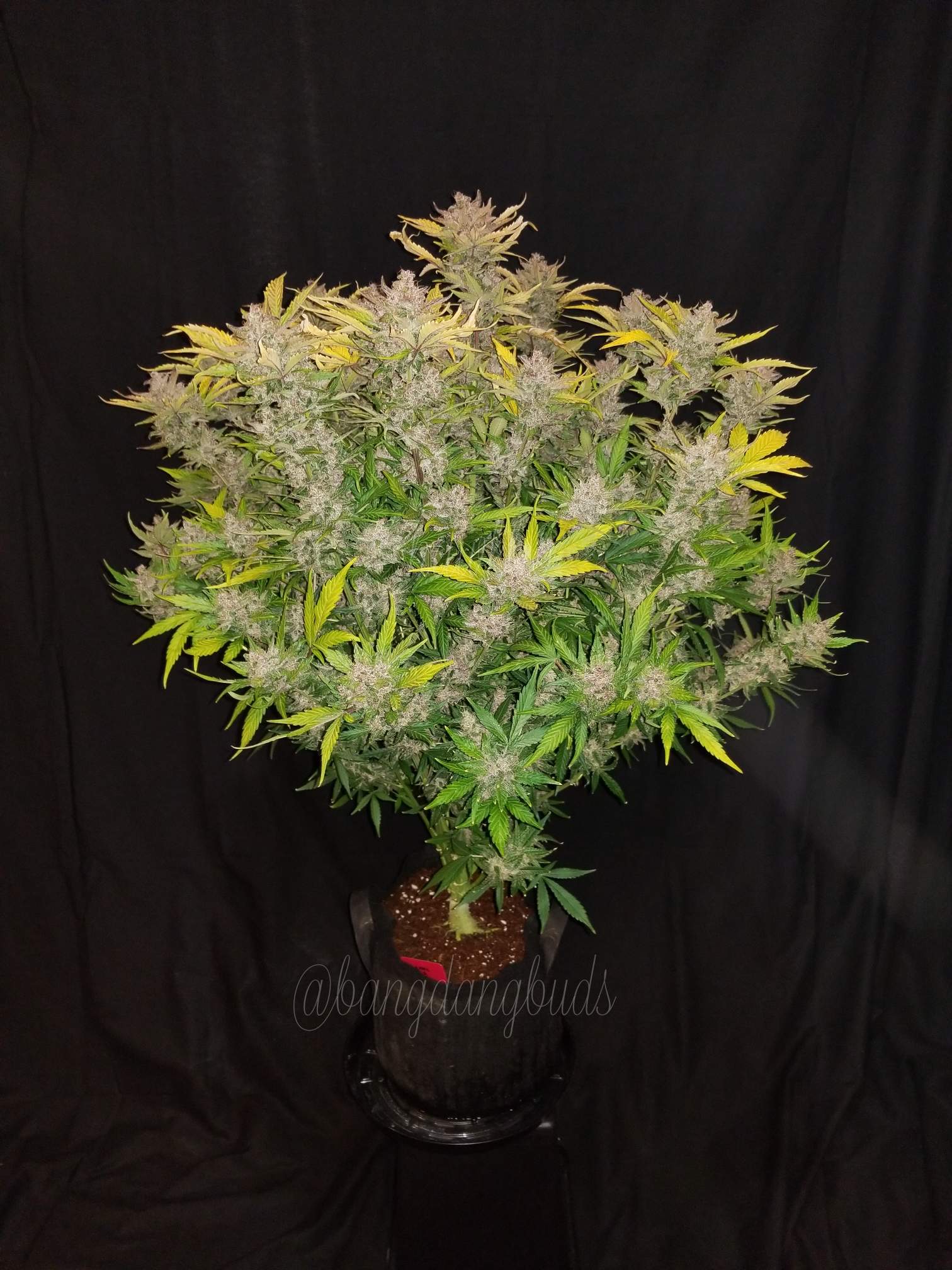 Fast Buds C4 Matic Auto