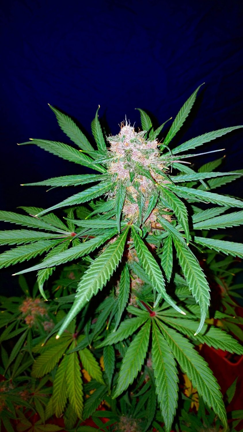 Fast Buds C4 Matic Auto