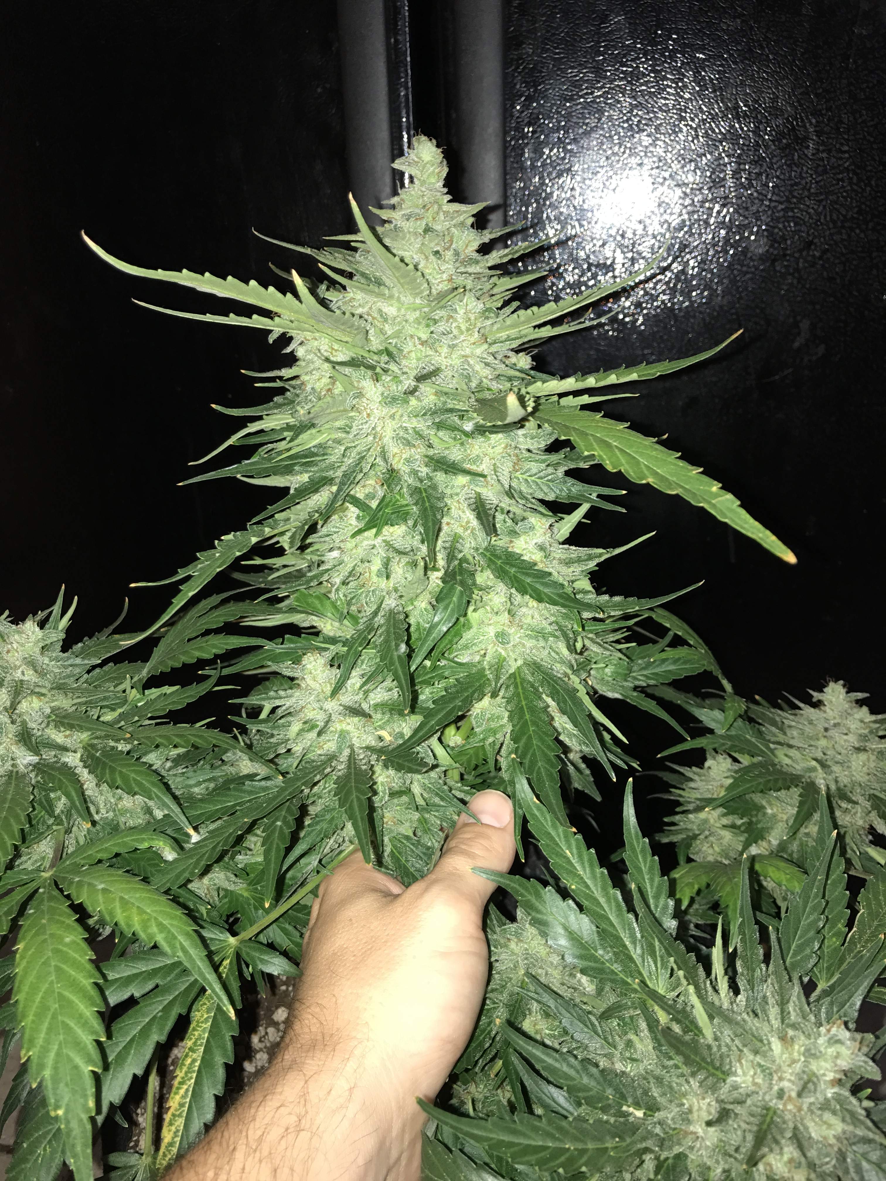 Fast Buds CBD Crack Auto