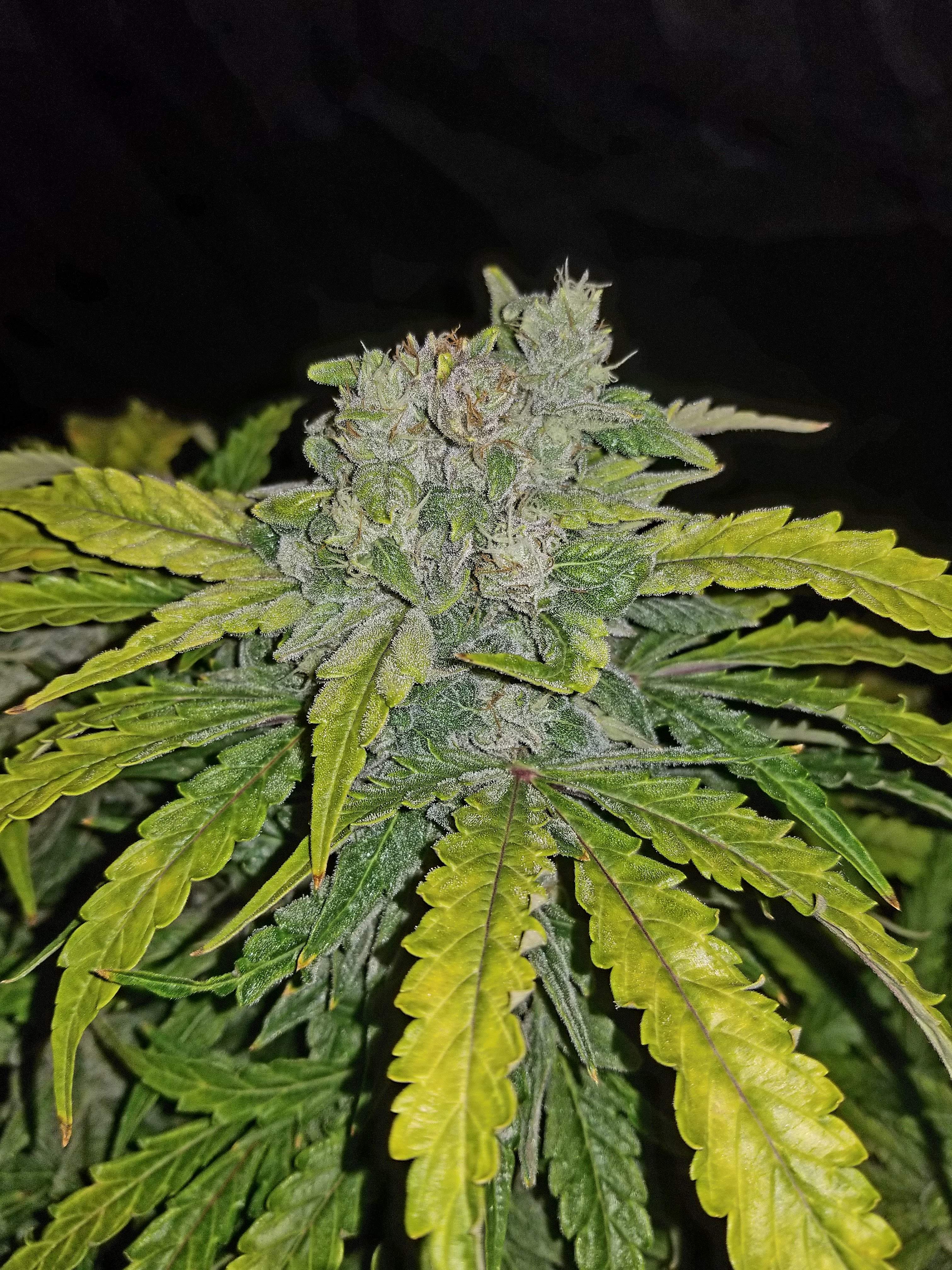 Fast Buds CBD Crack Auto