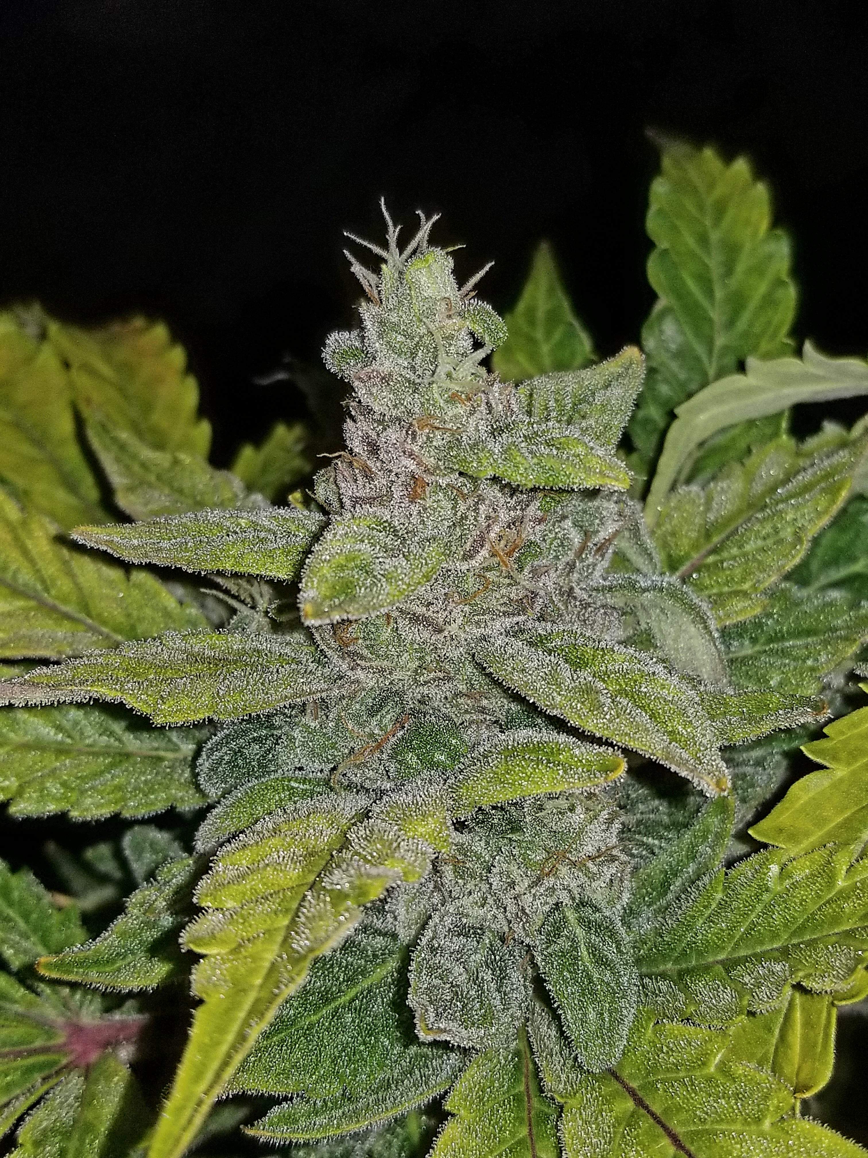 Fast Buds CBD Crack Auto