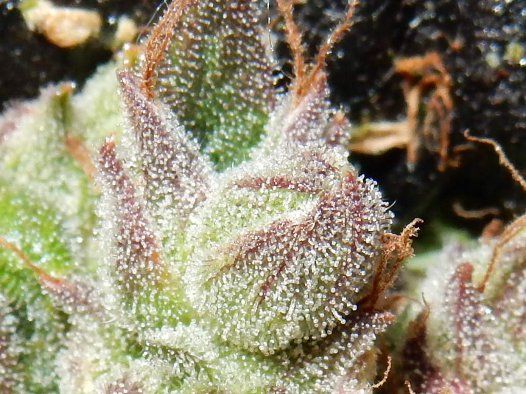 Fast Buds CBD Crack Auto