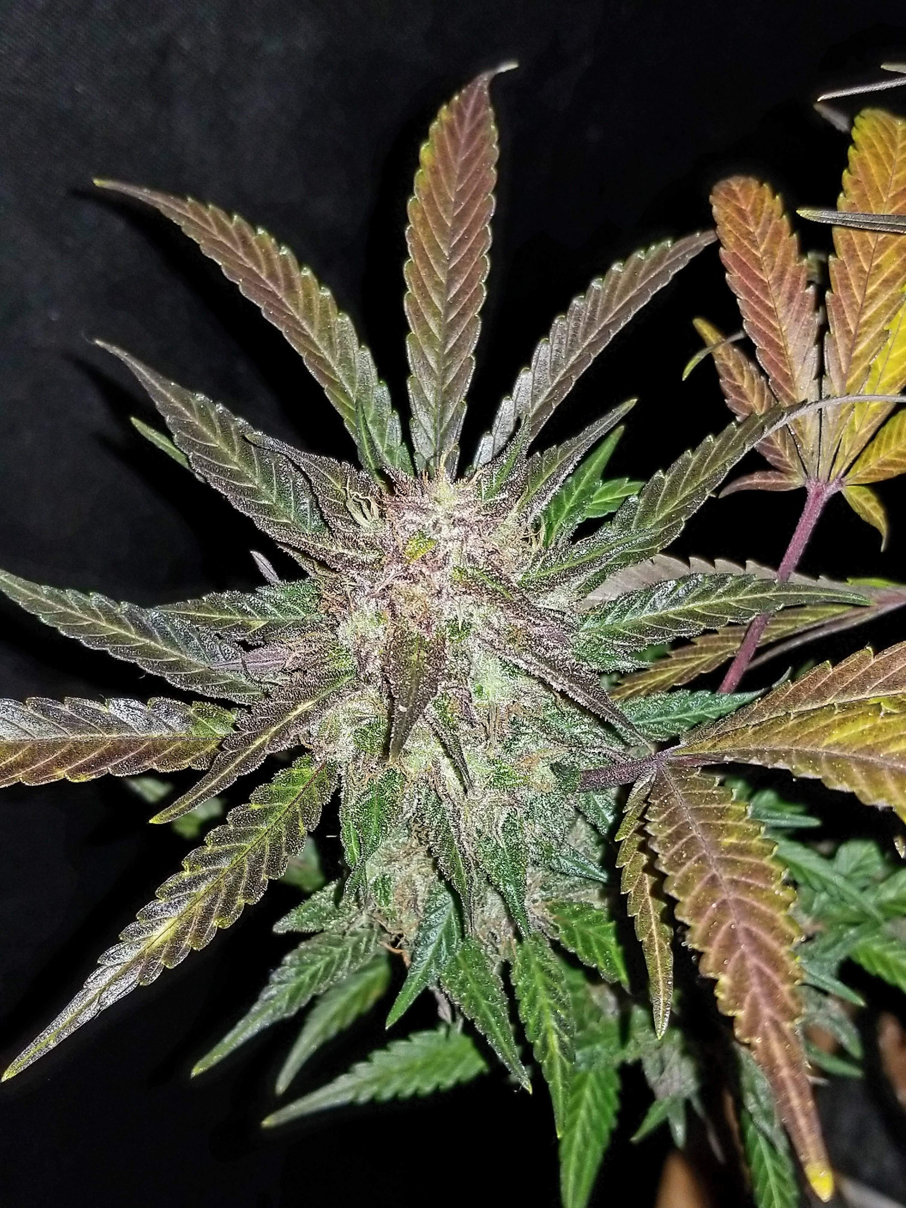 Fast Buds Cream Cookies Auto