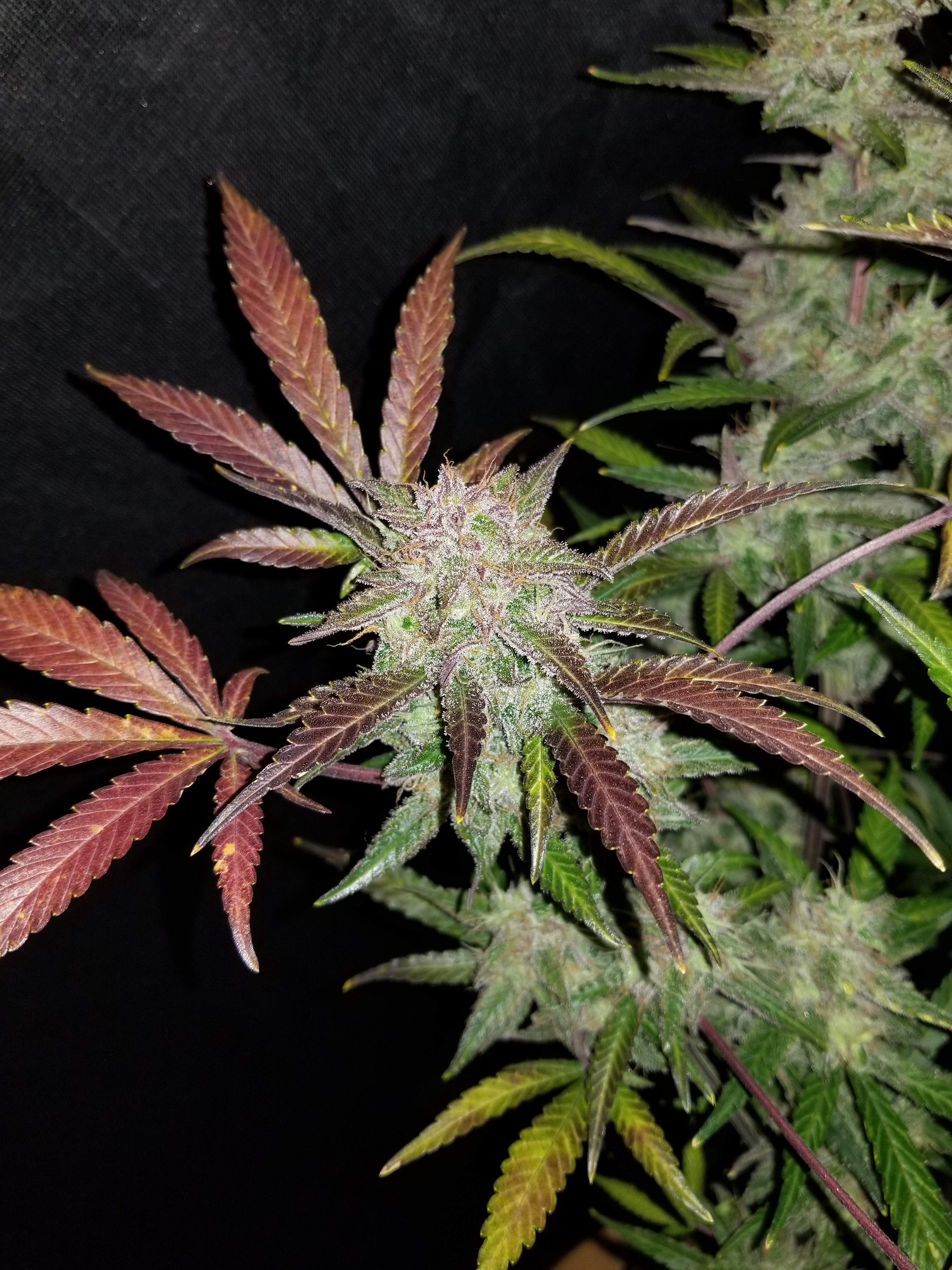 Fast Buds Cream Cookies Auto
