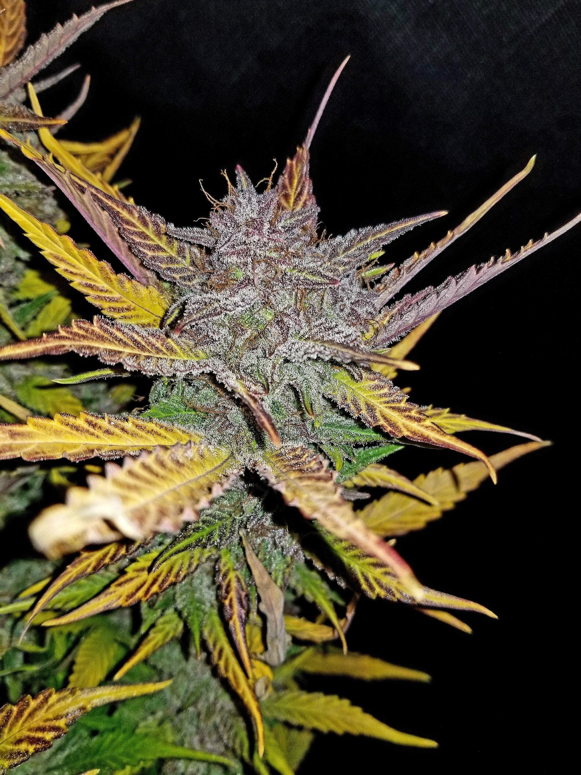 Fast Buds Cream Cookies Auto