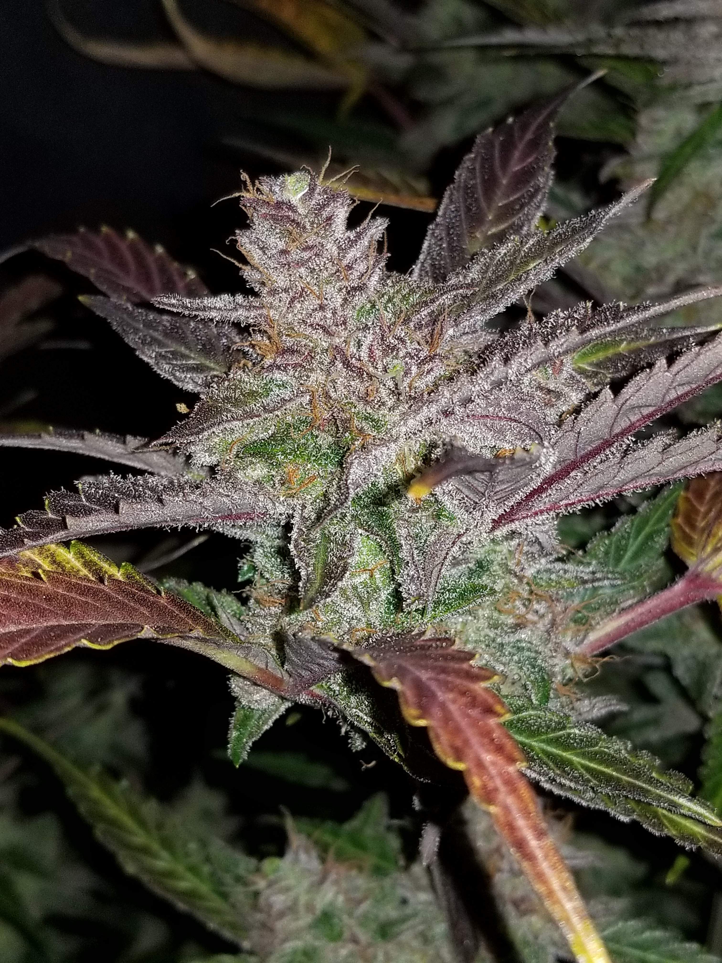 Fast Buds Cream Cookies Auto