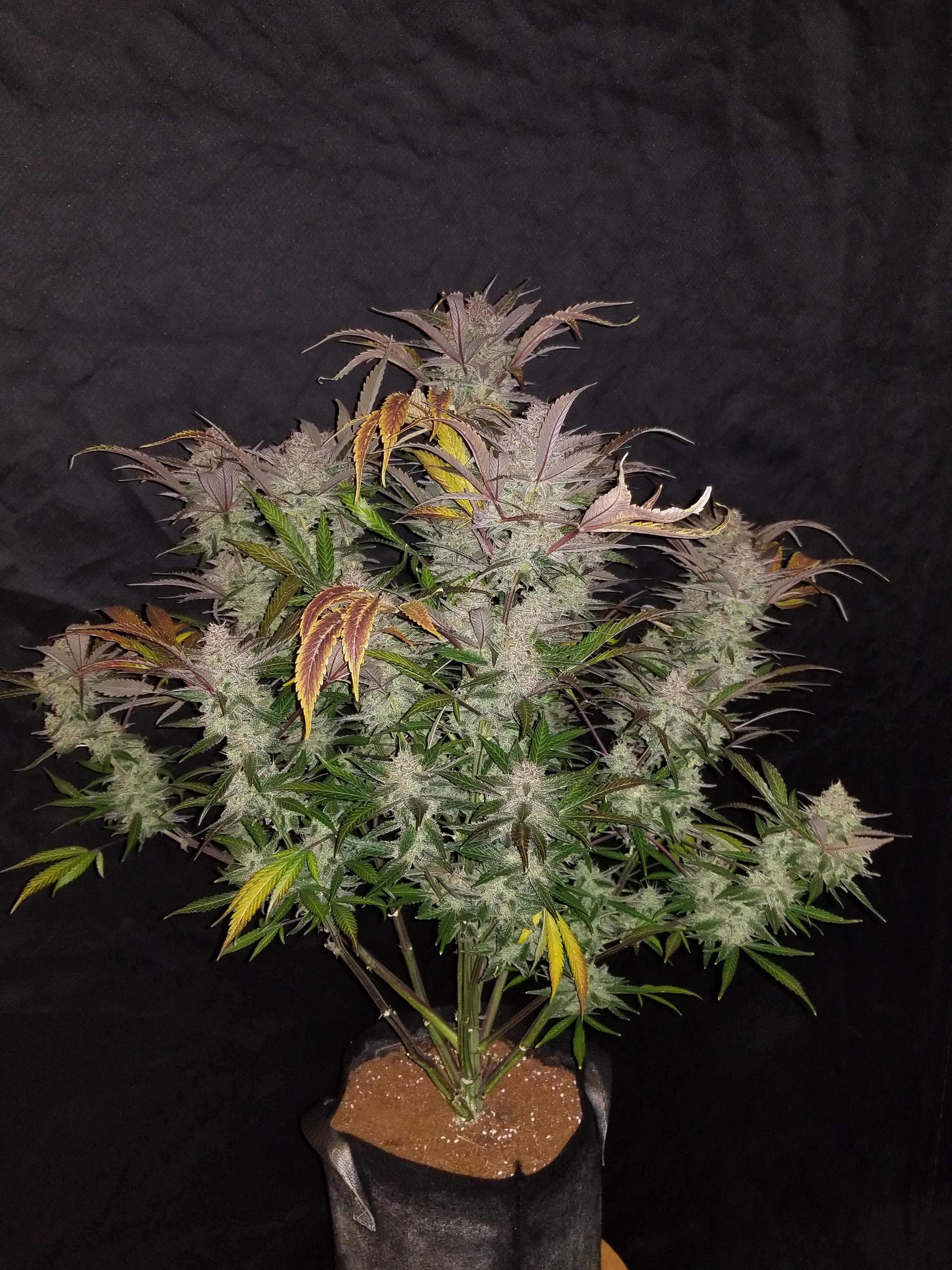 Fast Buds Cream Cookies Auto
