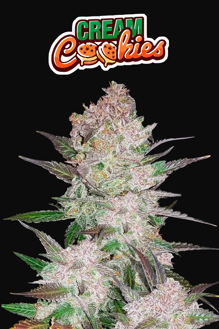 Fast Buds Cream Cookies Auto