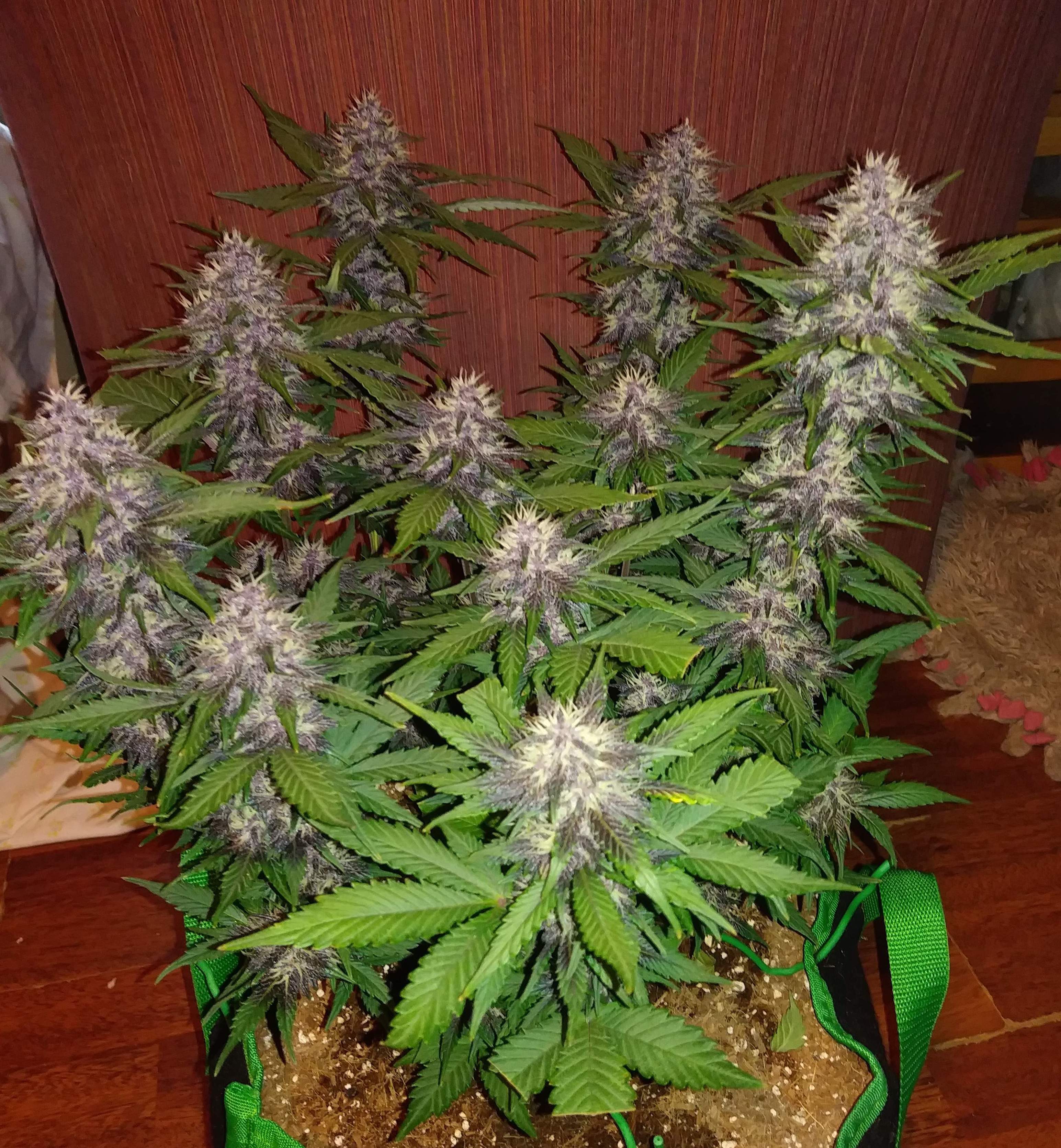 Fast Buds Crystal METH Auto