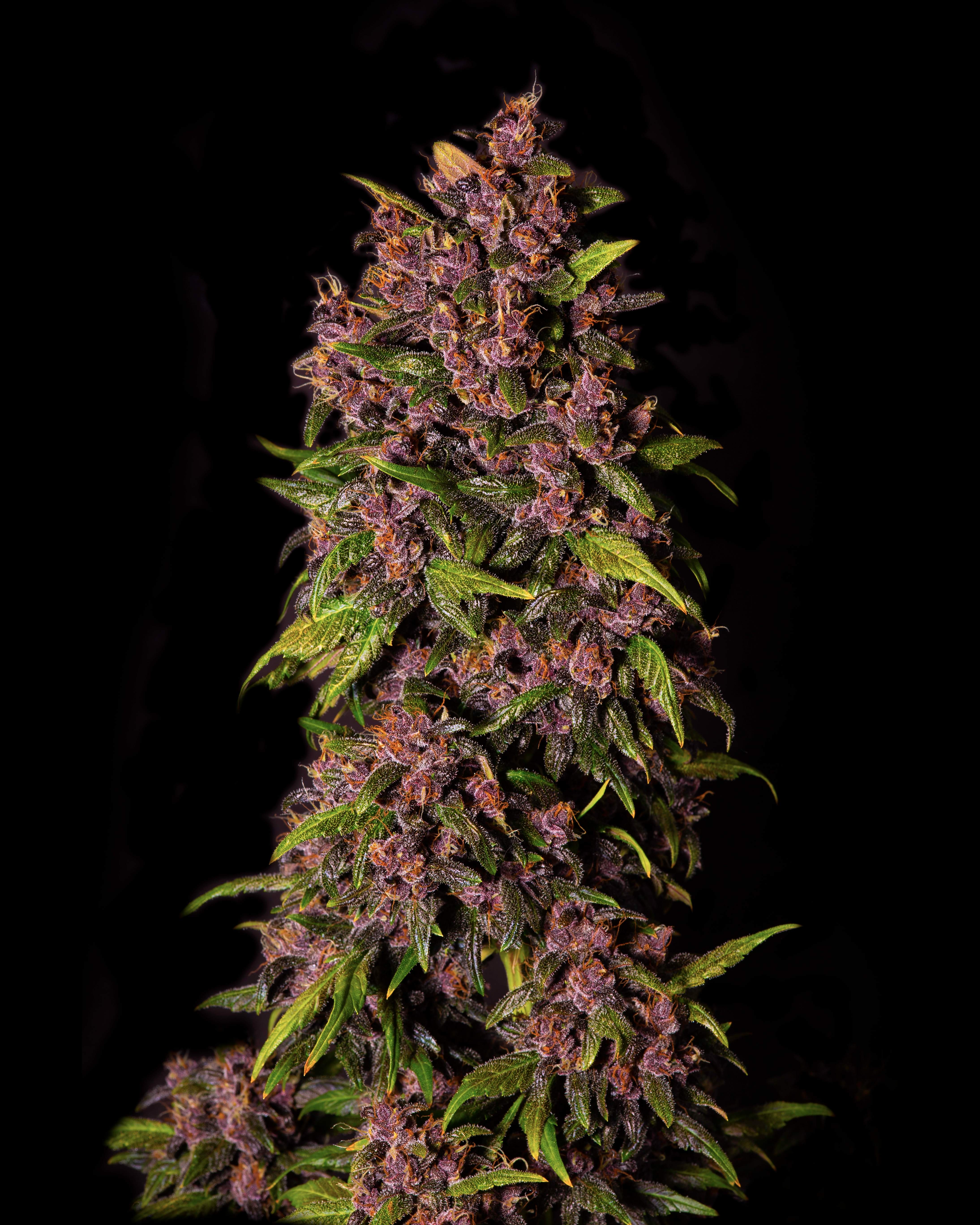 Fast Buds Crystal METH Auto