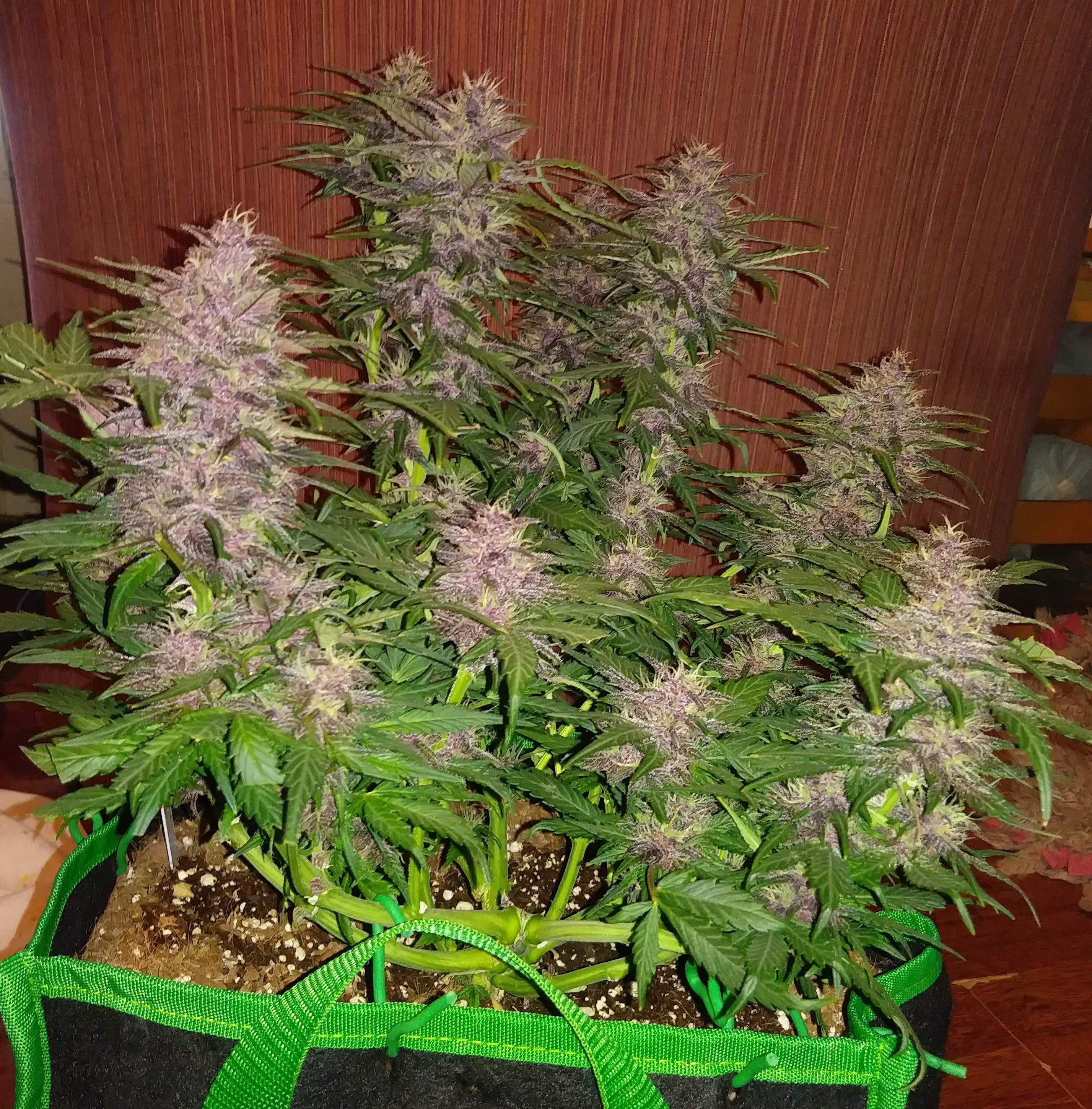 Fast Buds Crystal METH Auto