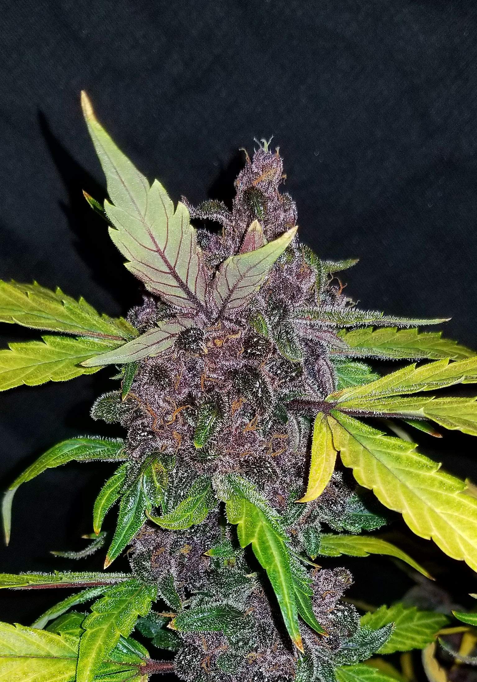 Fast Buds Crystal METH Auto