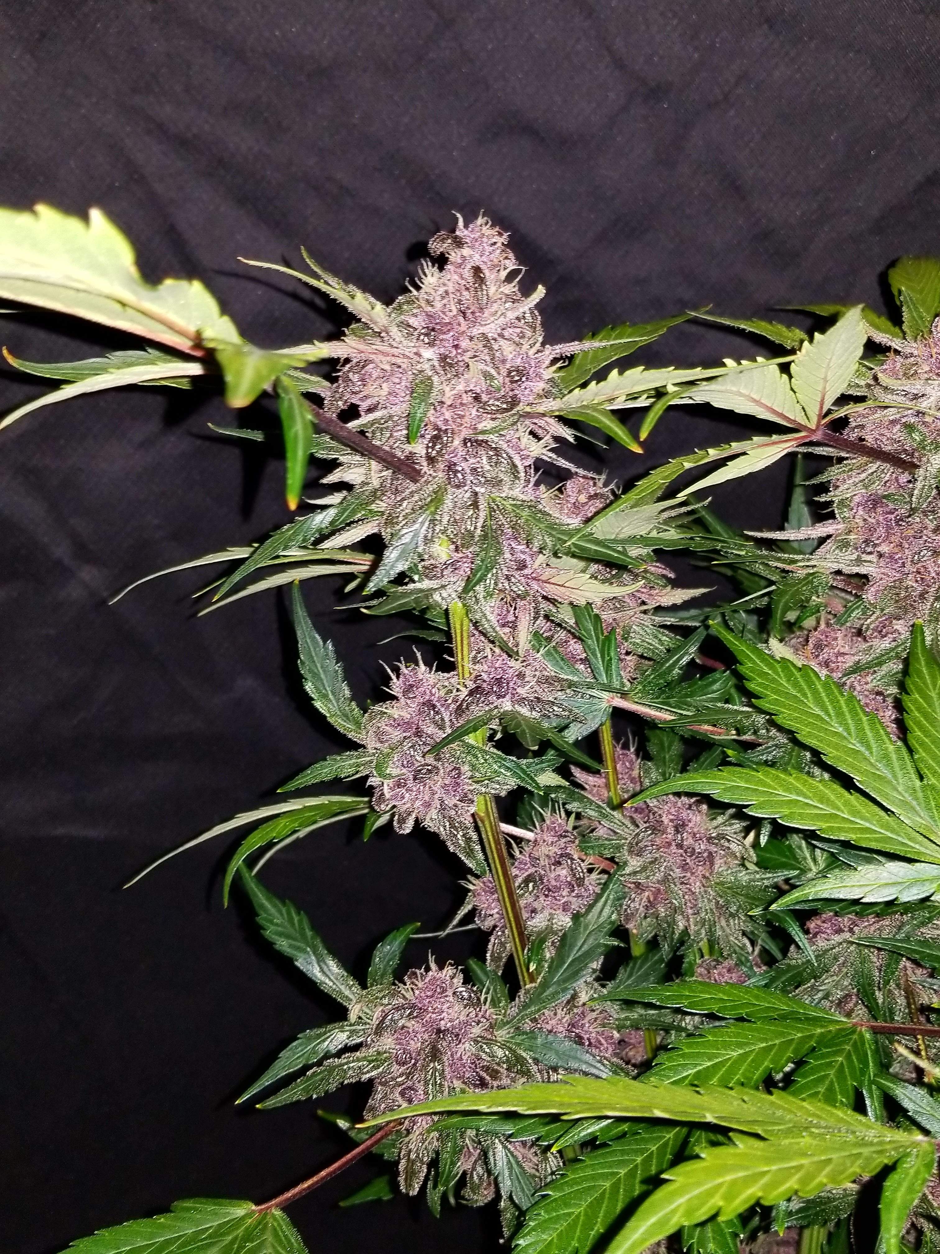Fast Buds Crystal METH Auto