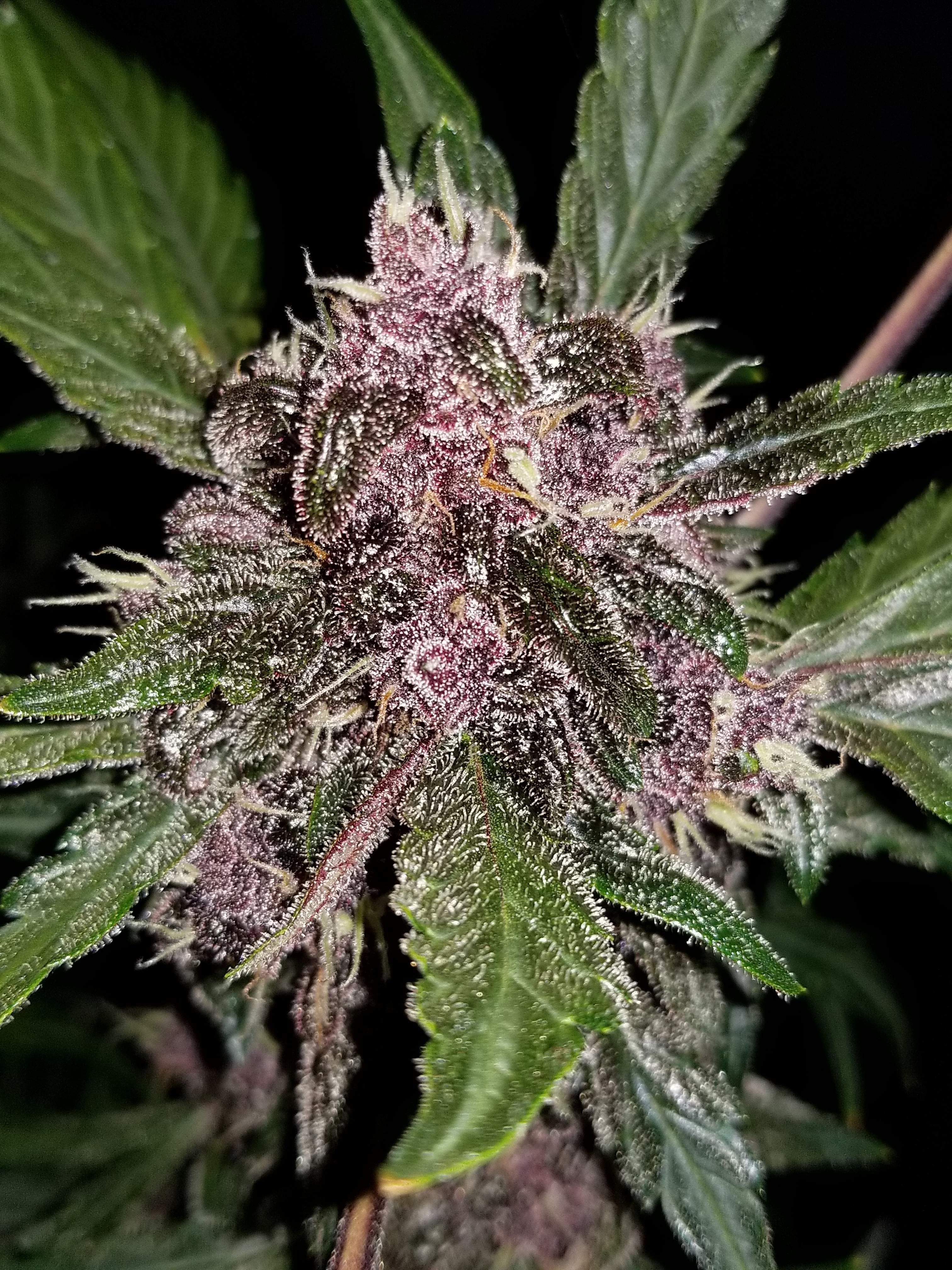 Fast Buds Crystal METH Auto