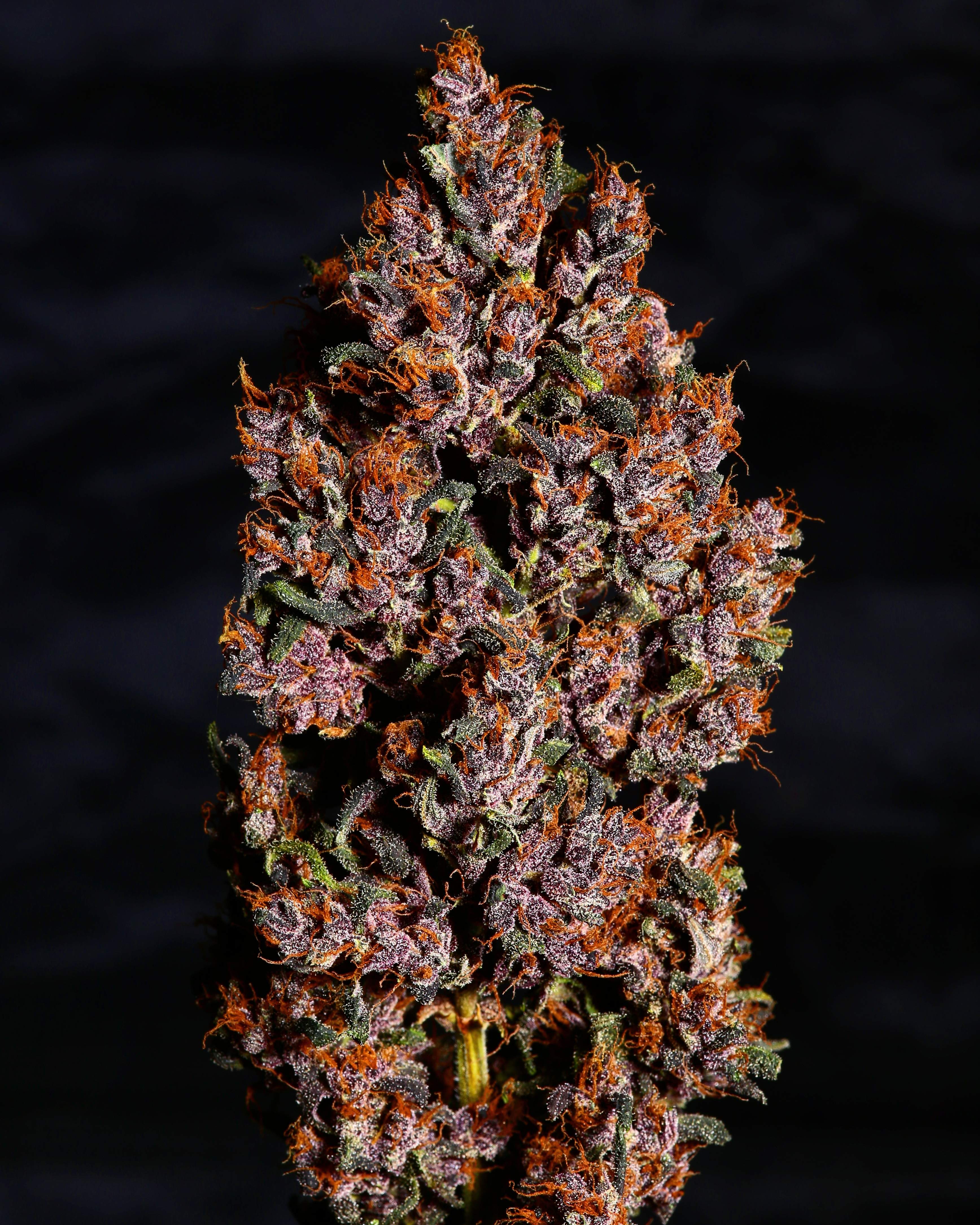 Fast Buds Crystal METH Auto