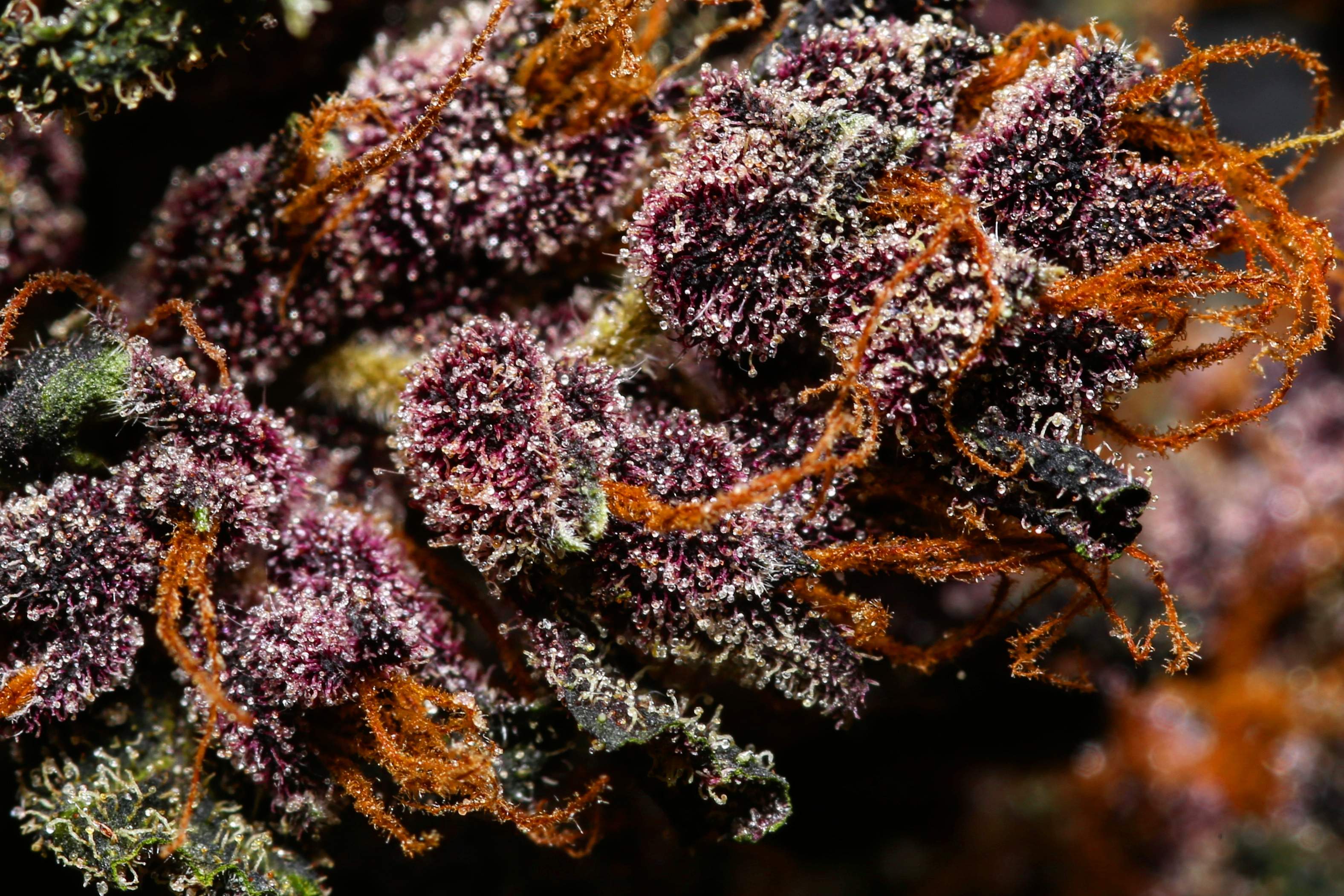 Fast Buds Crystal METH Auto