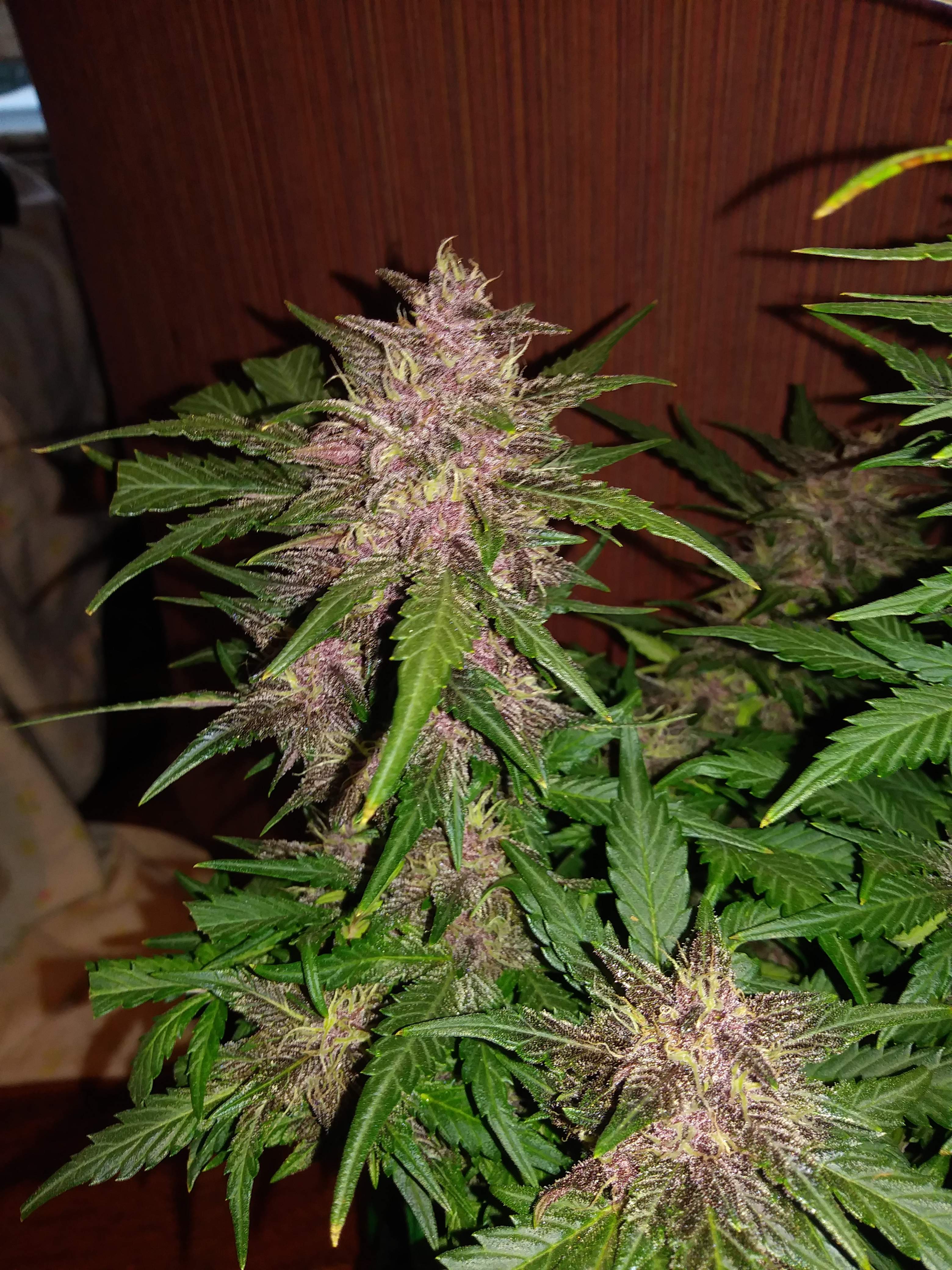 Fast Buds Crystal METH Auto