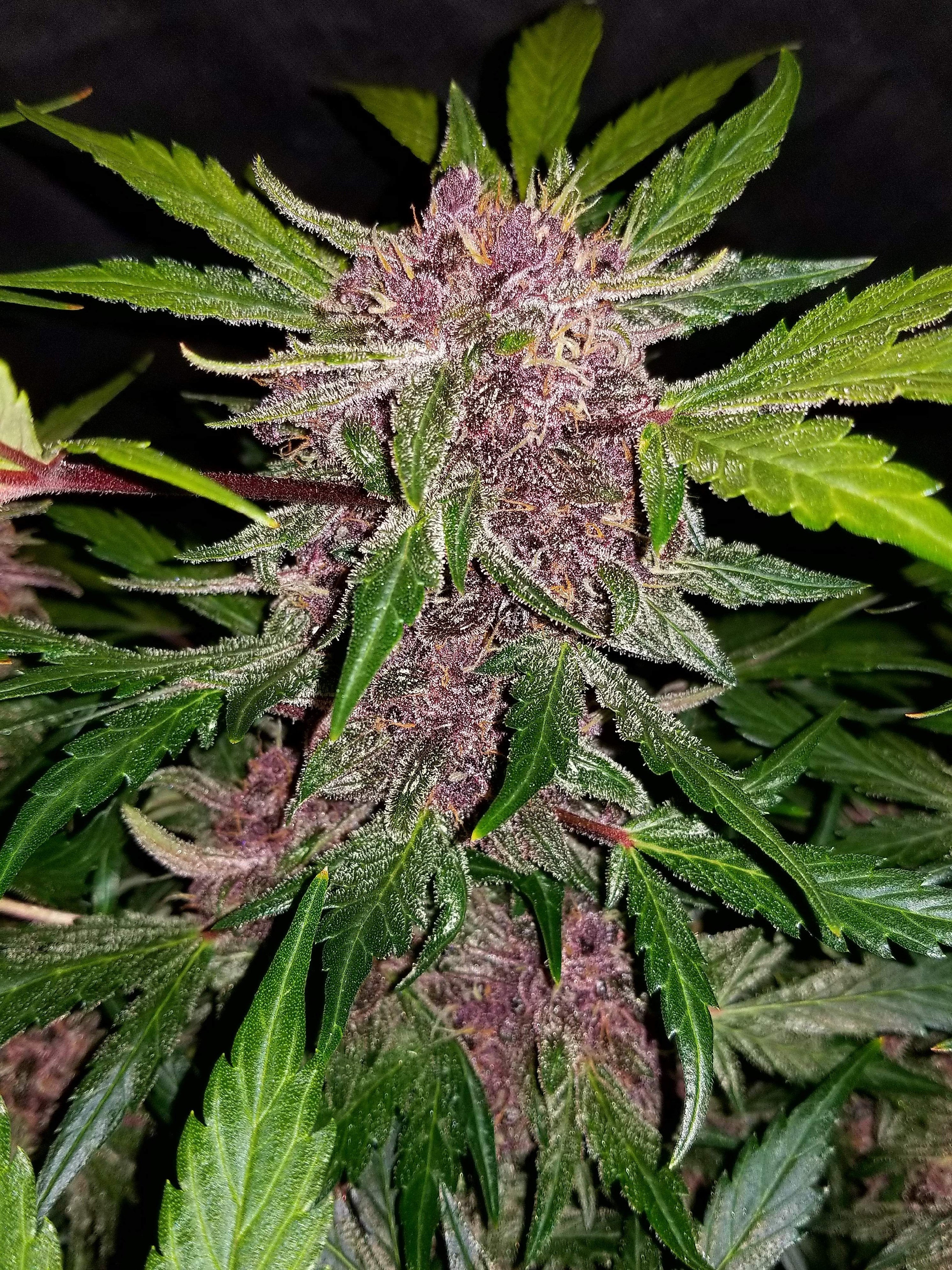 Fast Buds Crystal METH Auto