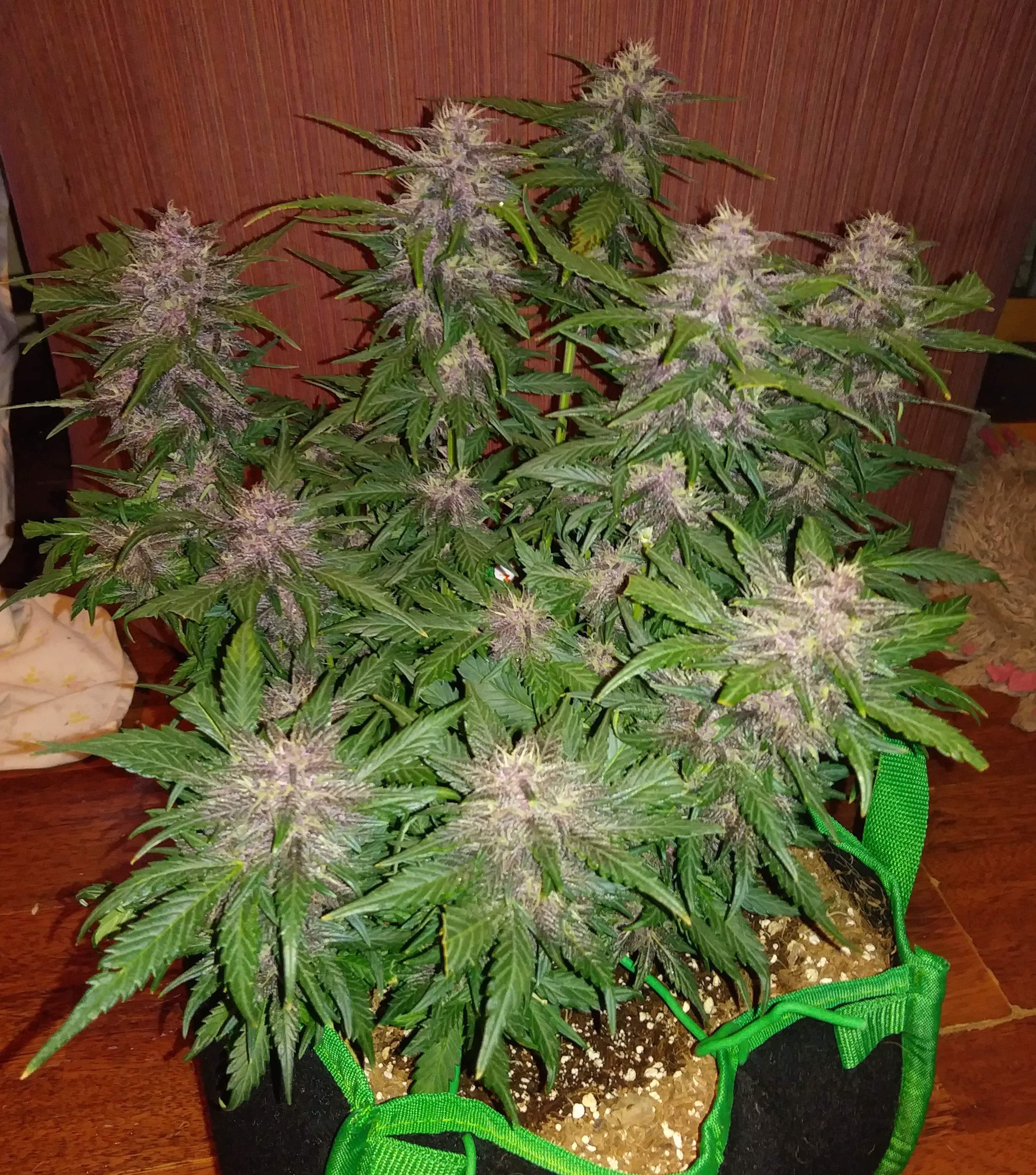 Fast Buds Crystal METH Auto