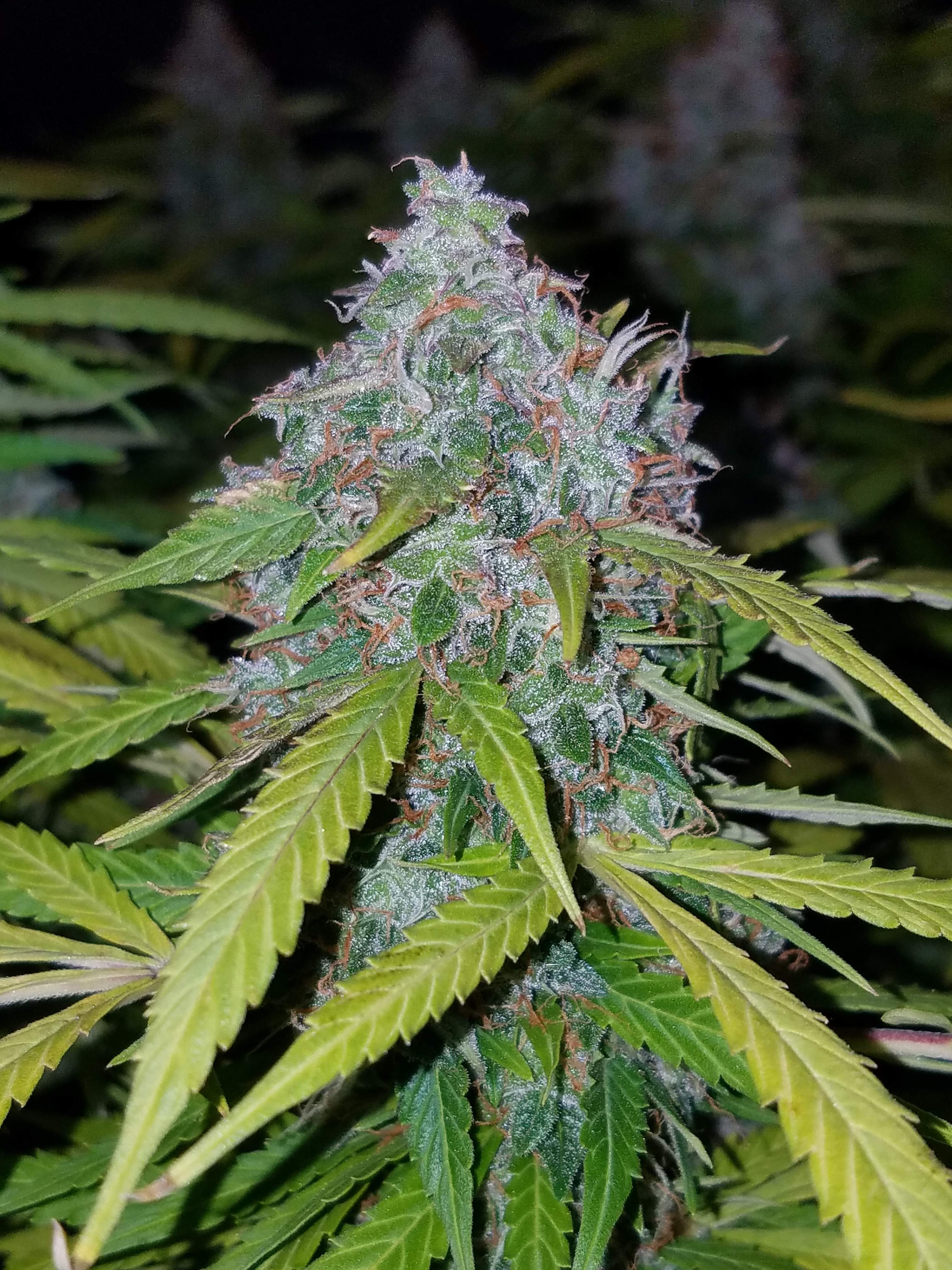 Fast Buds Californian Snow Auto