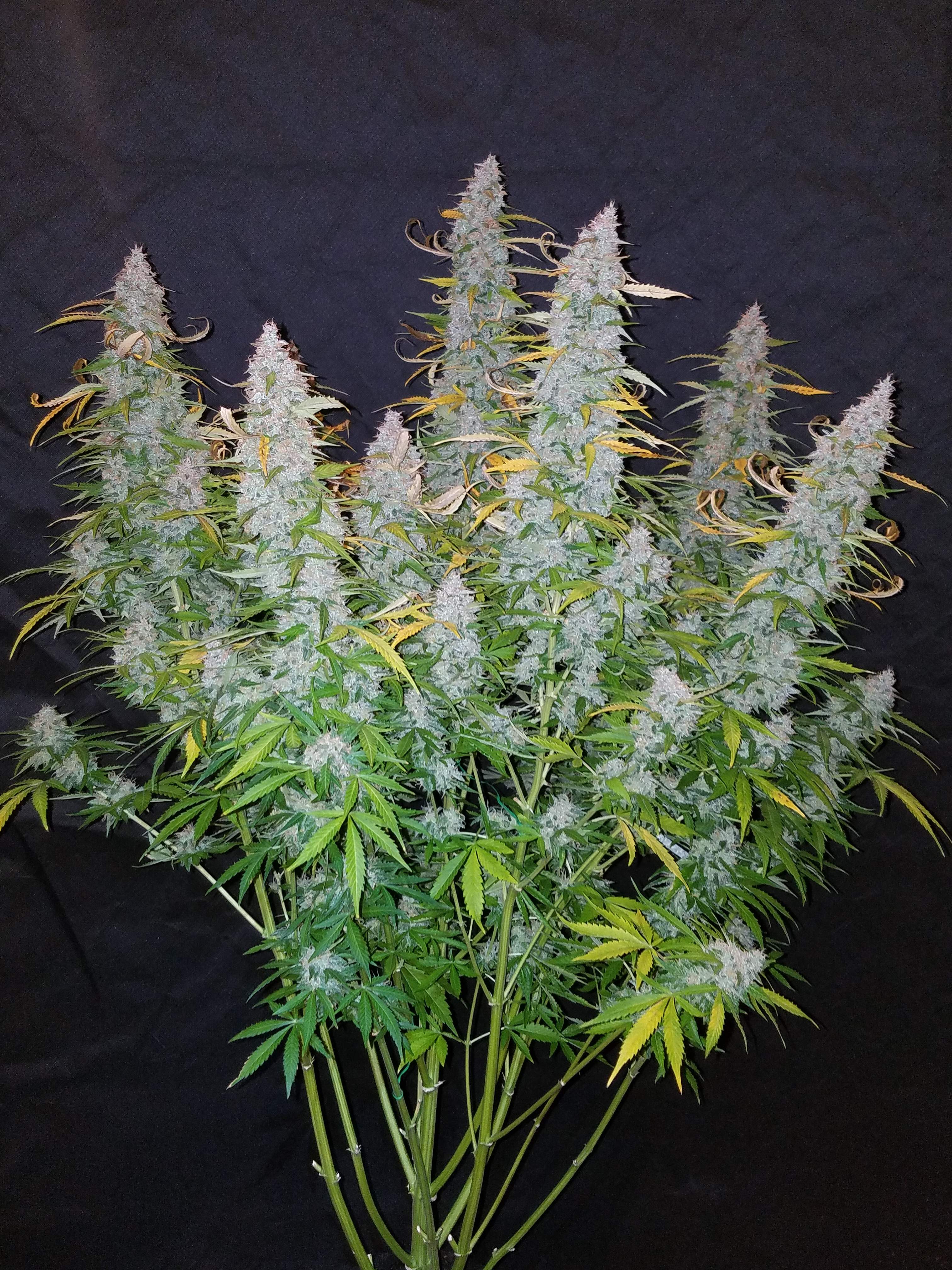 Fast Buds Californian Snow Auto