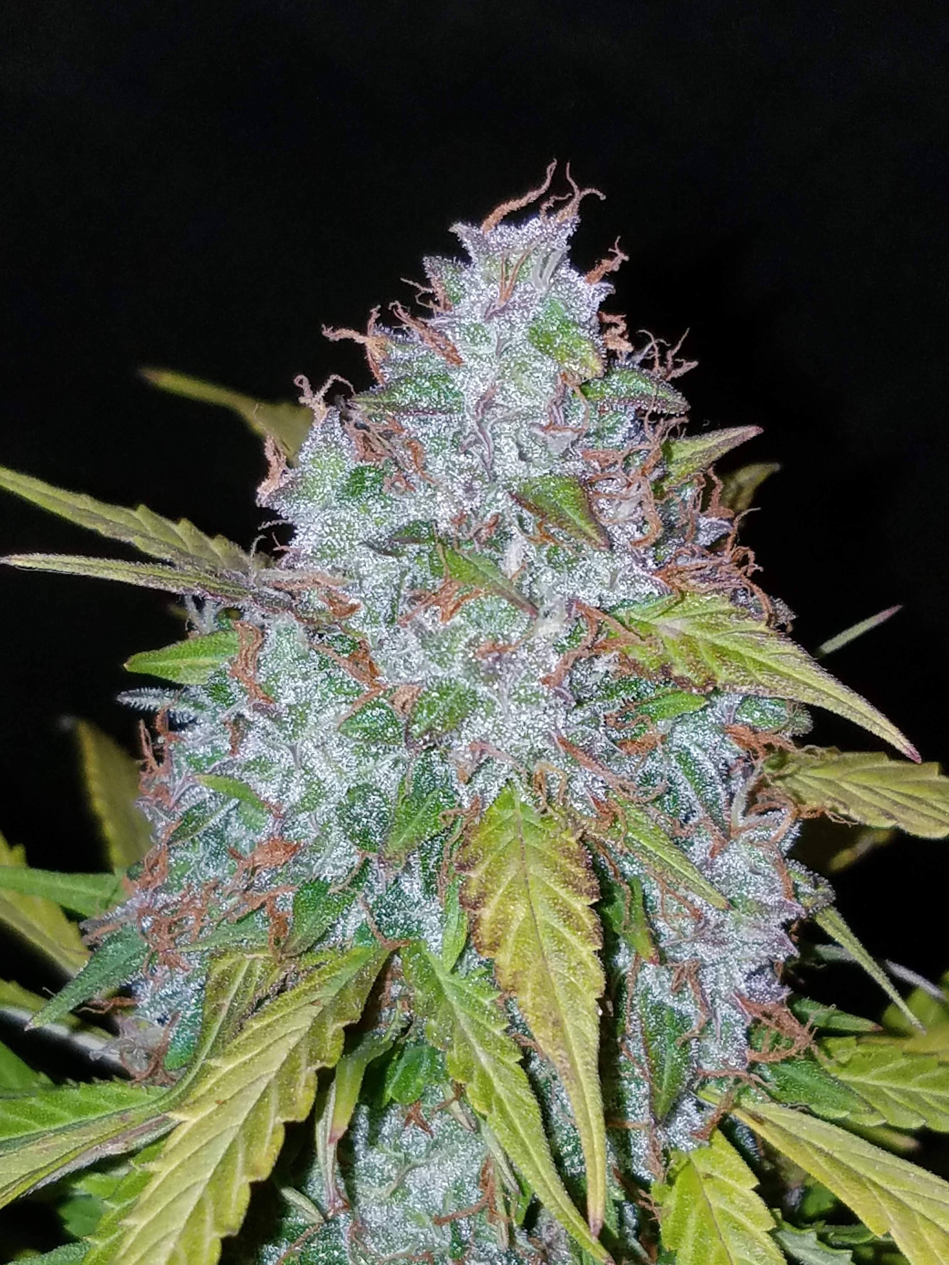 Fast Buds Californian Snow Auto