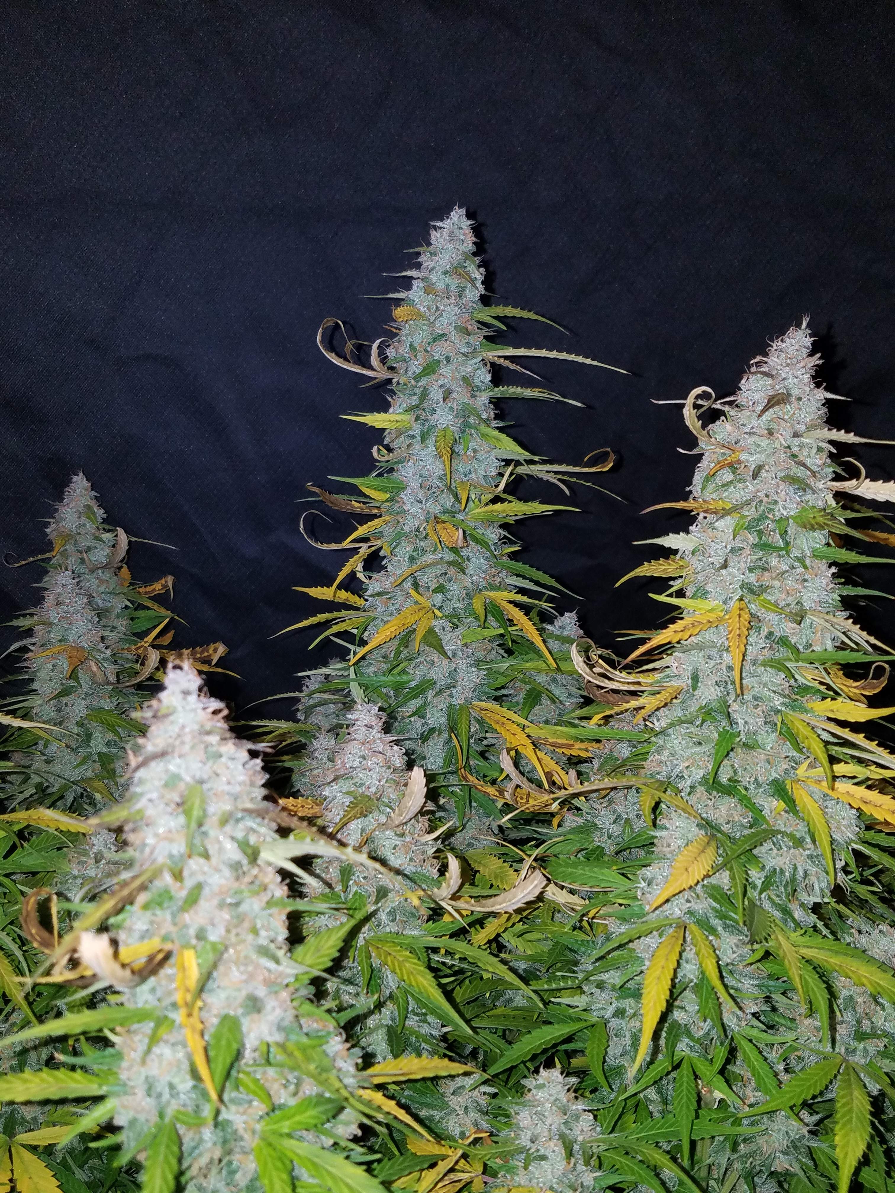 Fast Buds Californian Snow Auto