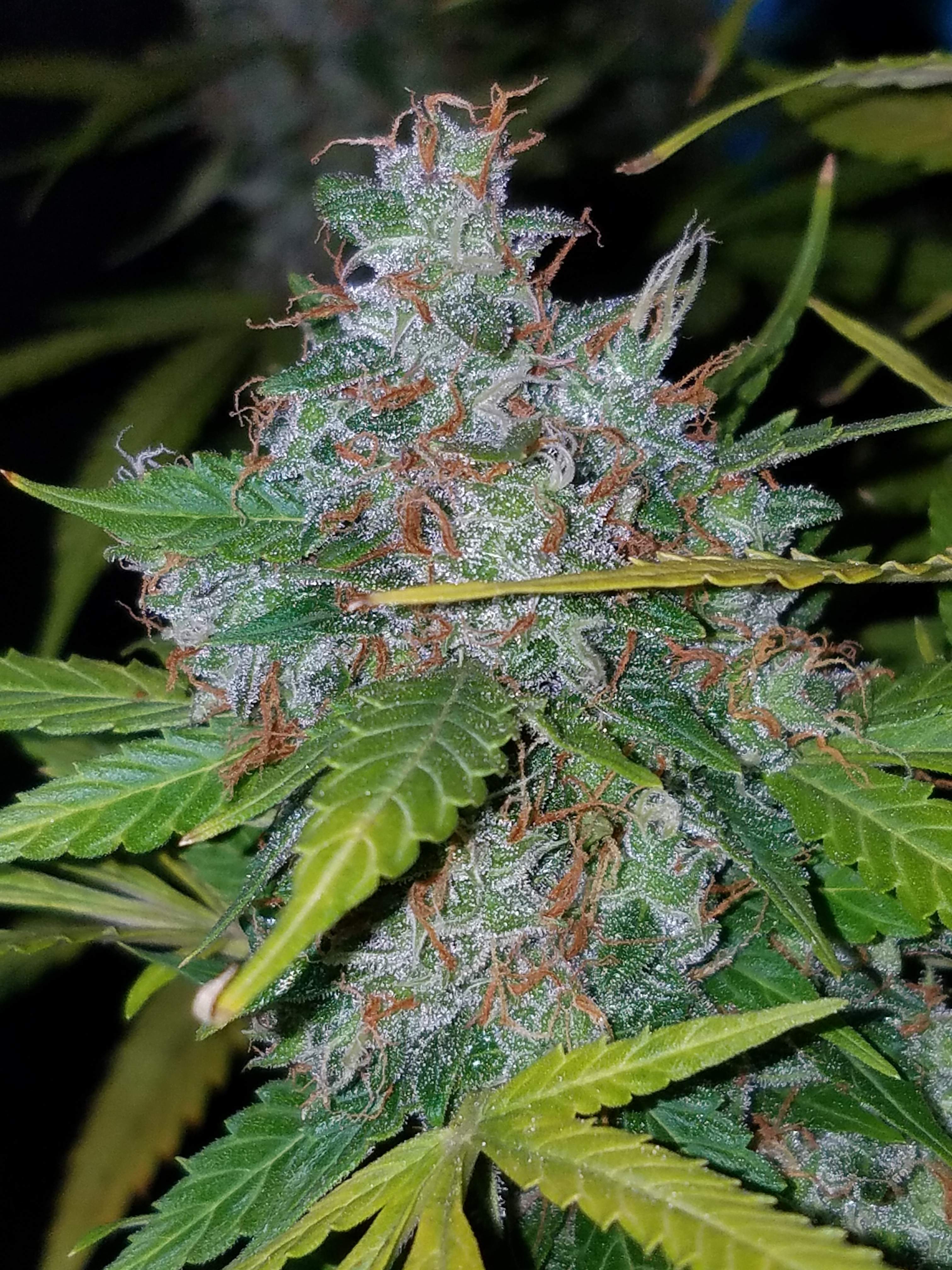Fast Buds Californian Snow Auto