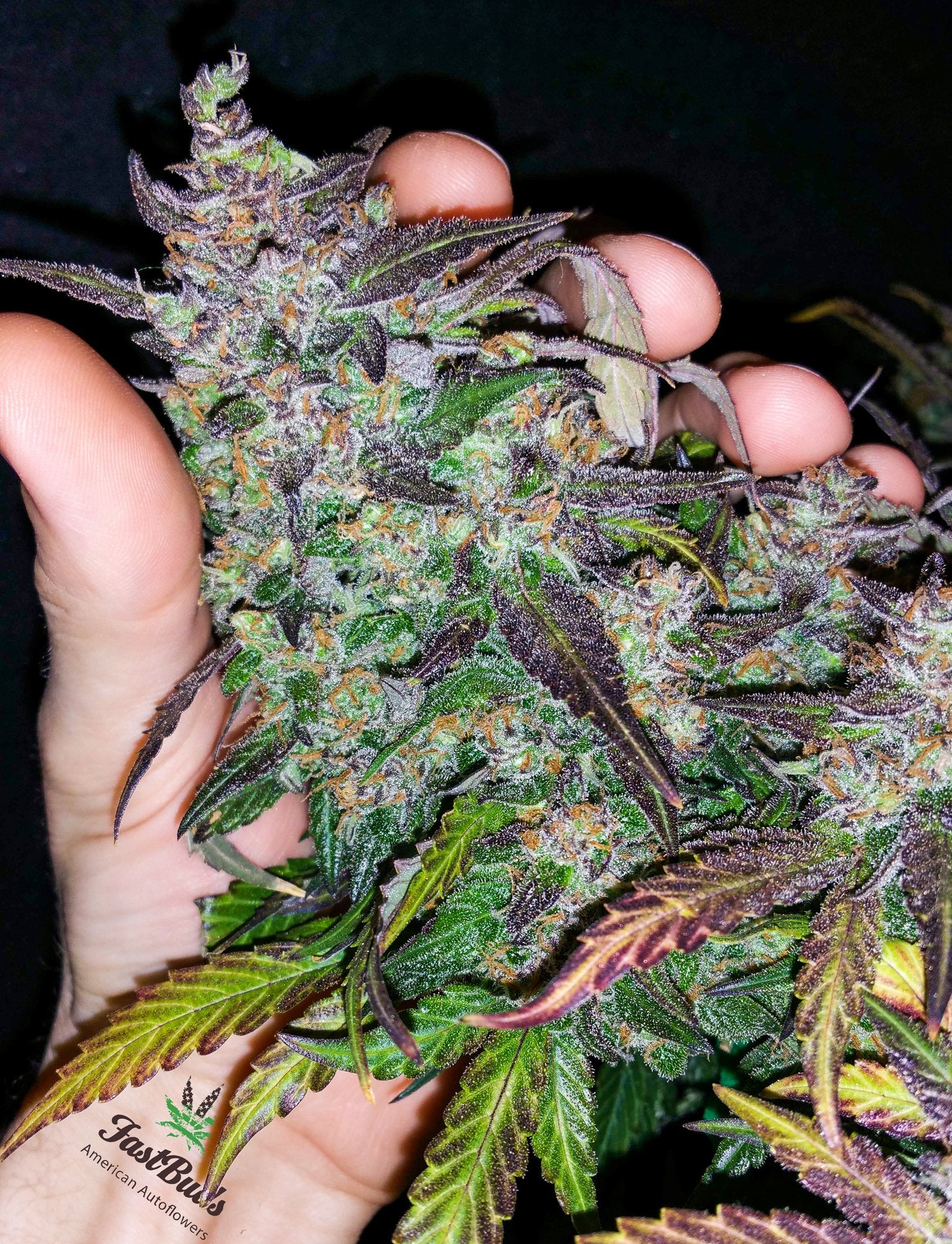 Fast Buds Fastberry Auto