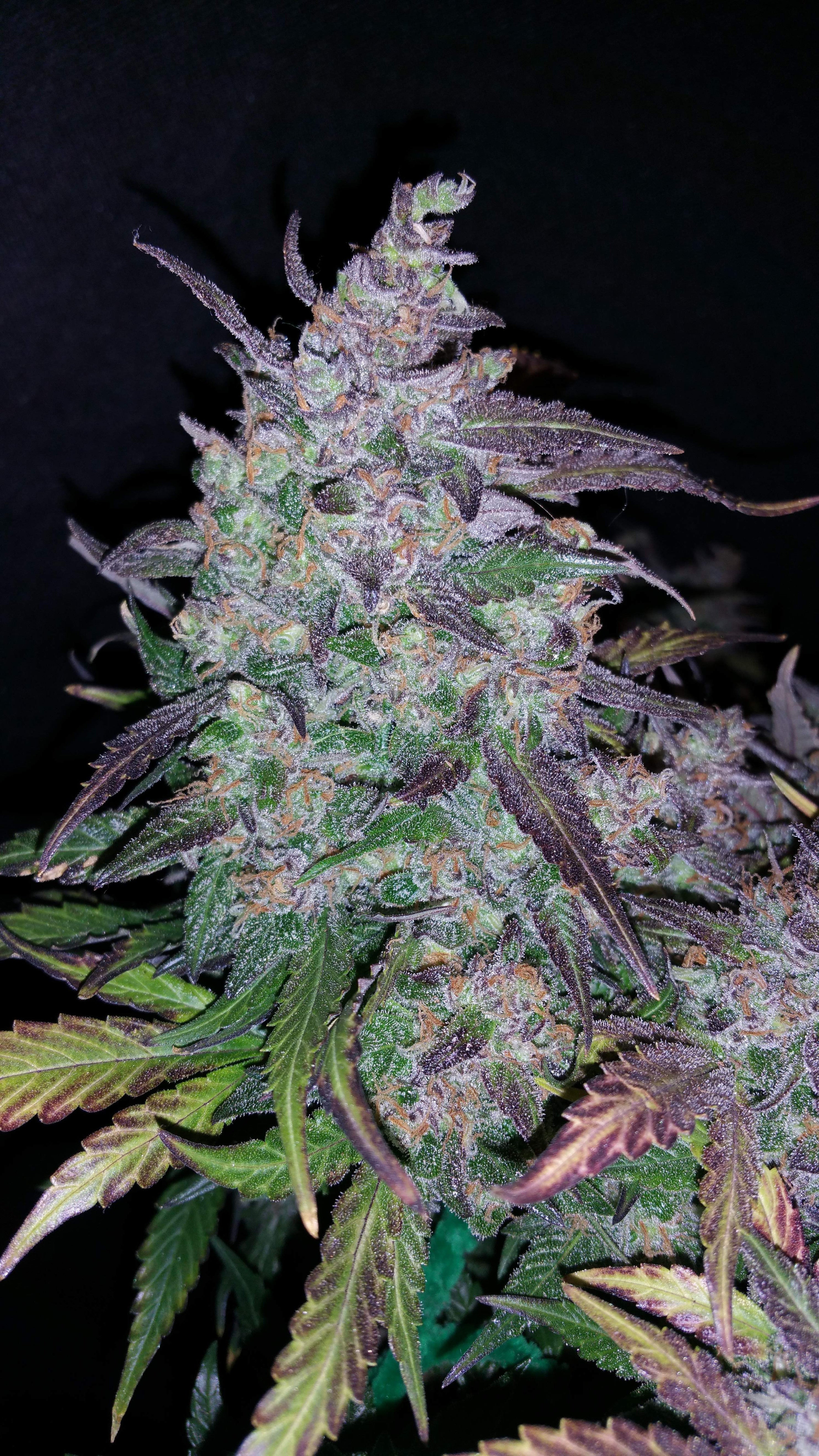 Fast Buds Fastberry Auto