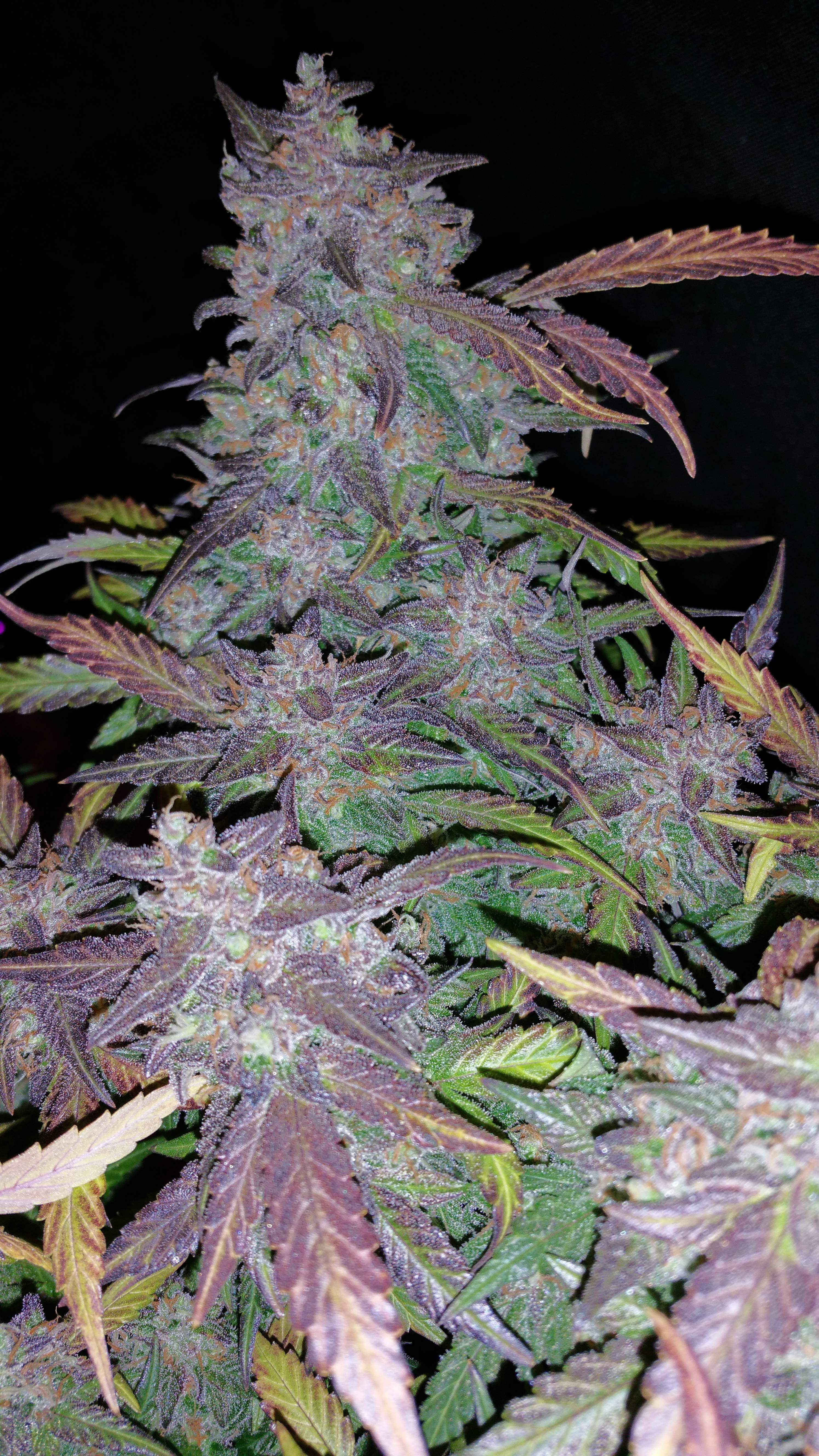 Fast Buds Fastberry Auto