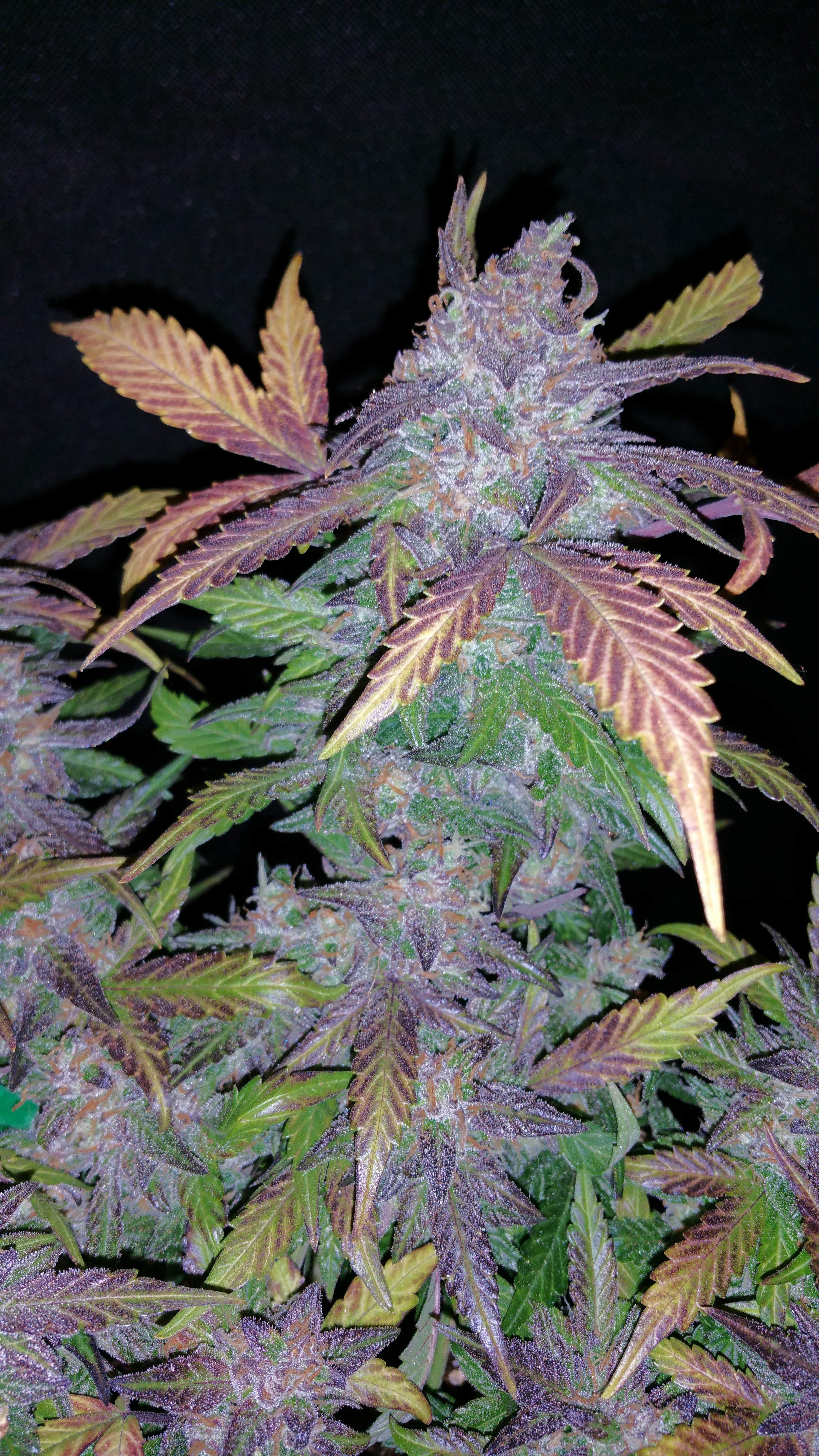 Fast Buds Fastberry Auto