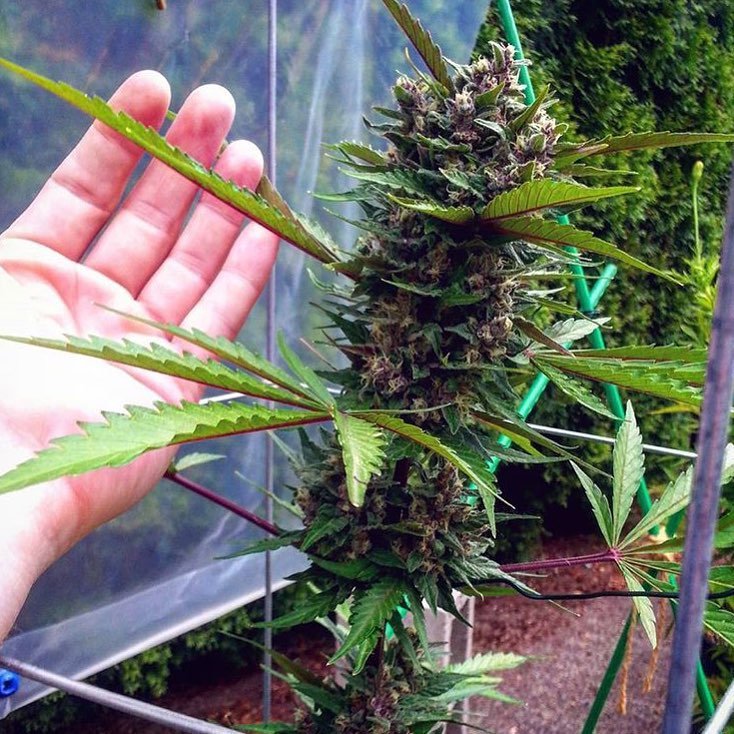 Fast Buds Fastberry Auto