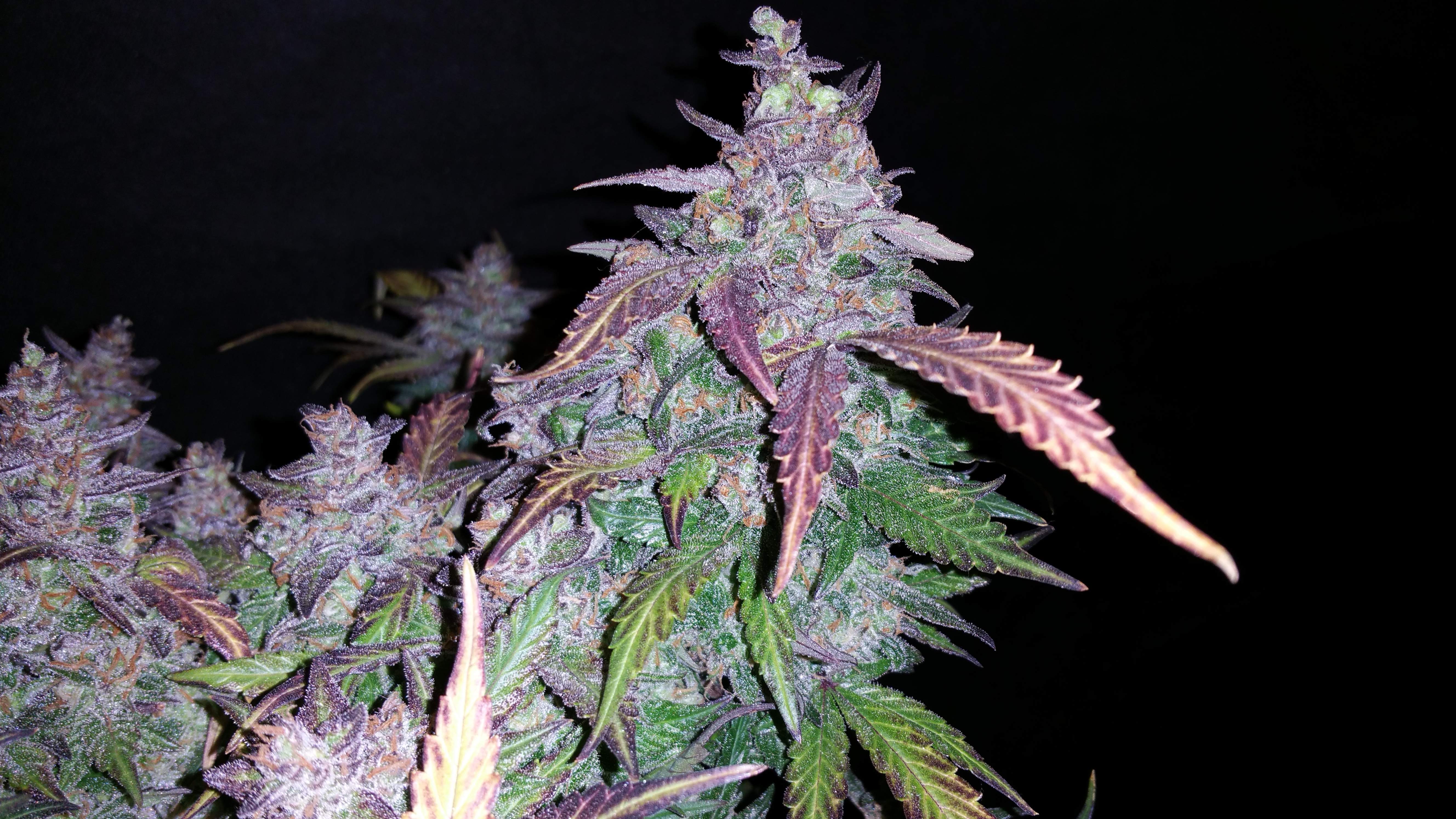Fast Buds Fastberry Auto