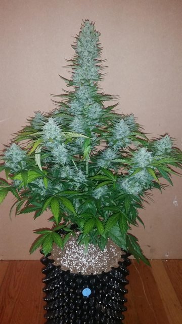 Fast Buds G14 Auto