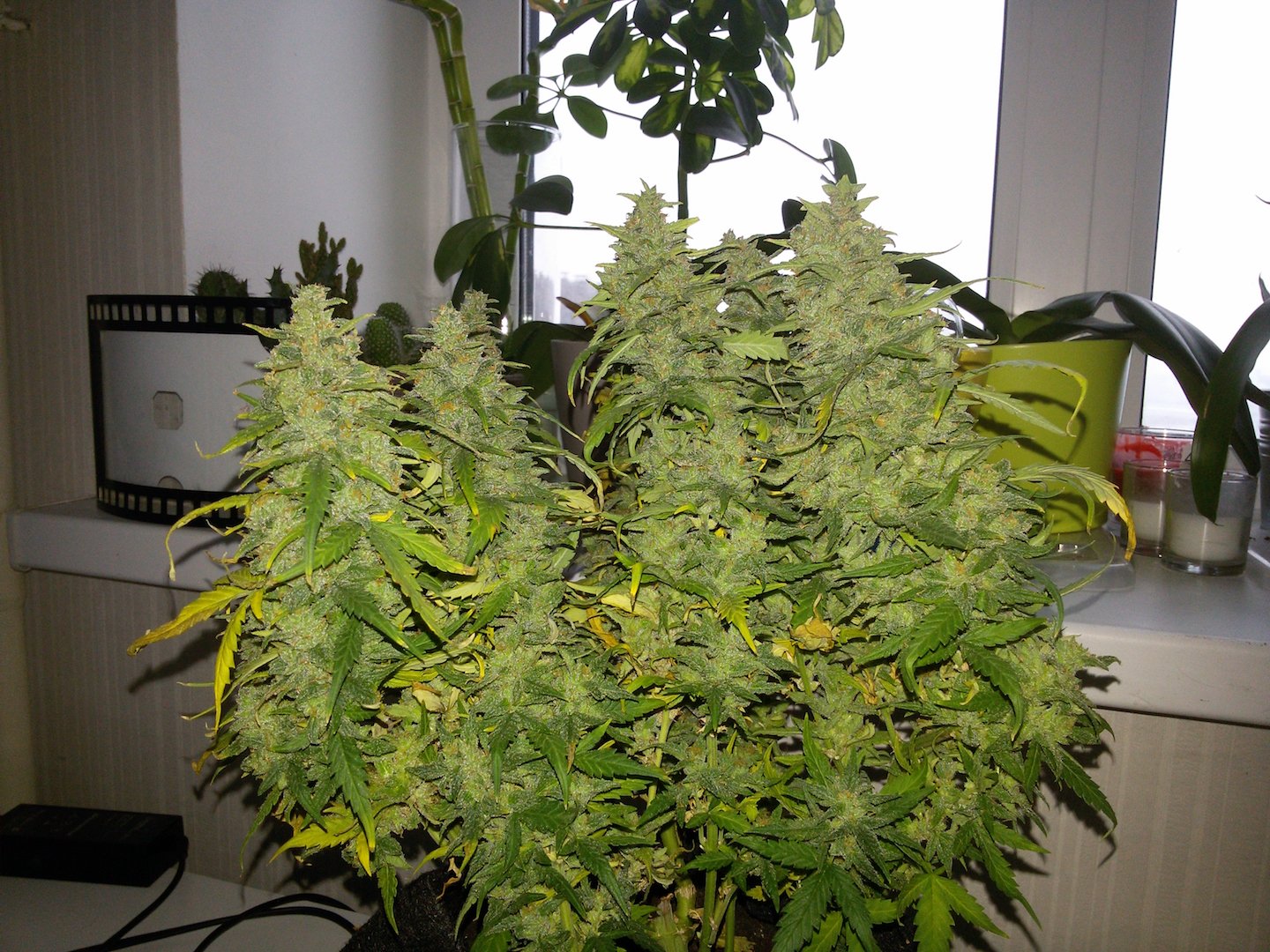 Fast Buds G14 Auto