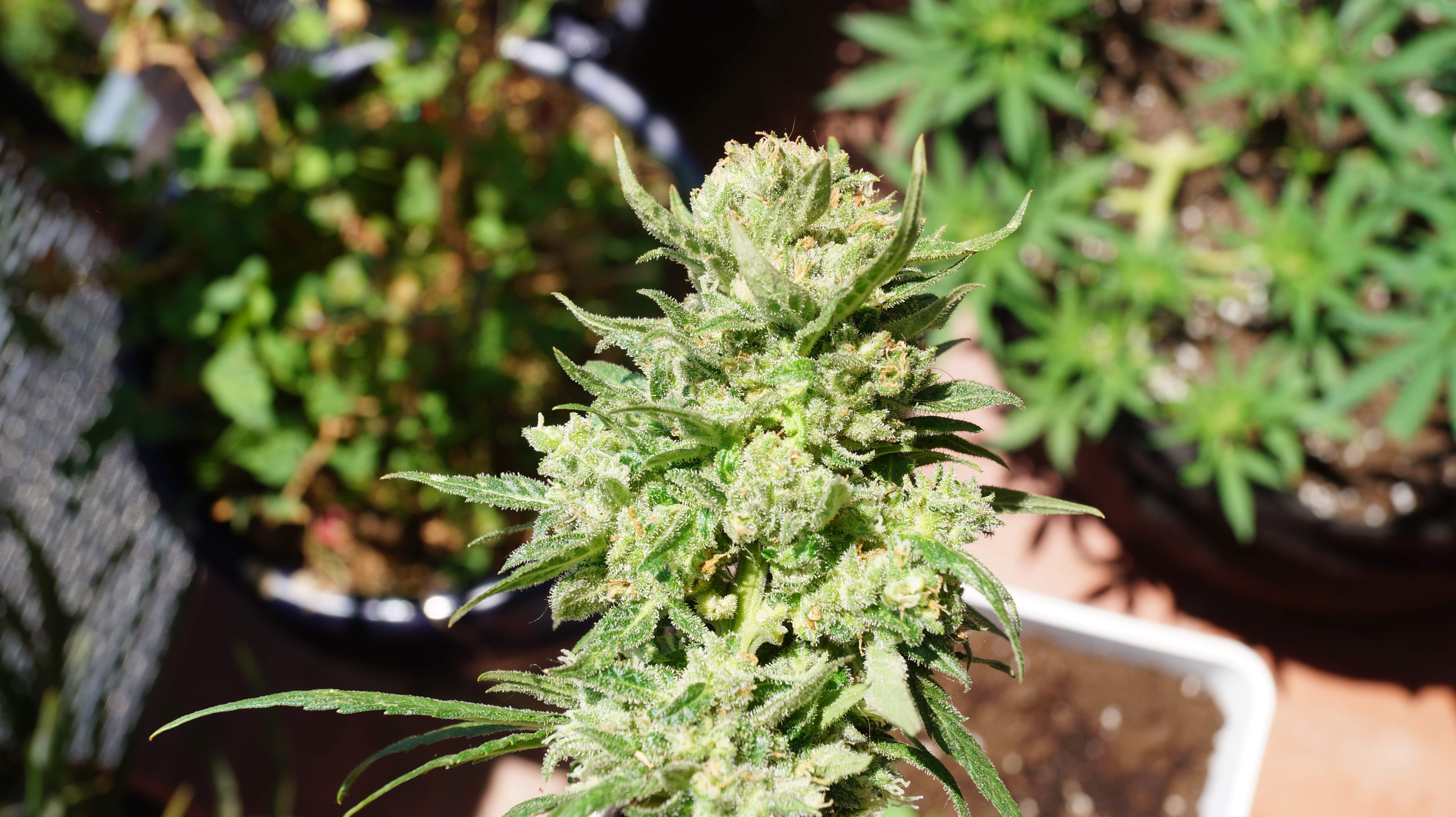 Fast Buds G14 Auto
