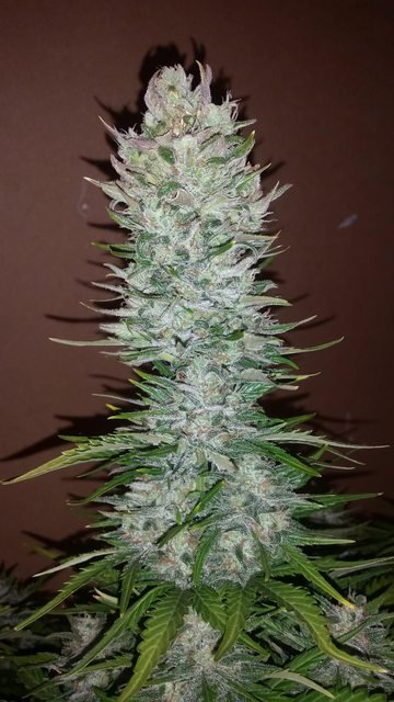 Fast Buds G14 Auto