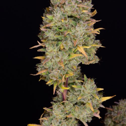 Fast Buds Gelato Auto
