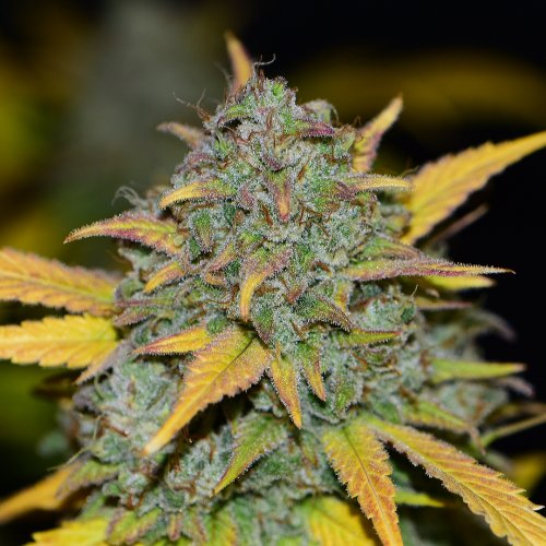 Fast Buds Gelato Auto
