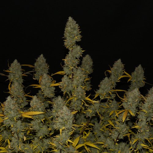 Fast Buds Gelato Auto