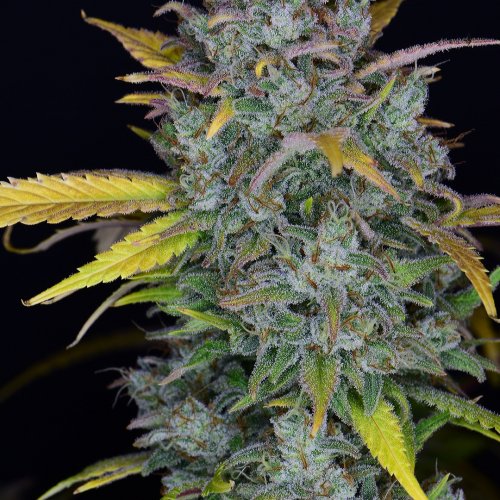 Fast Buds Gelato Auto
