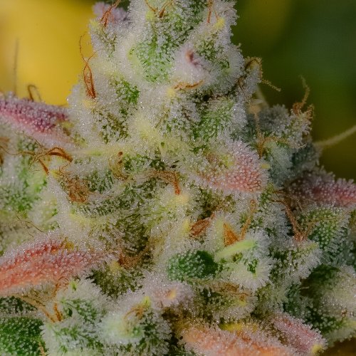 Fast Buds Gelato Auto