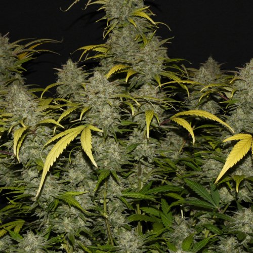 Fast Buds Gelato Auto