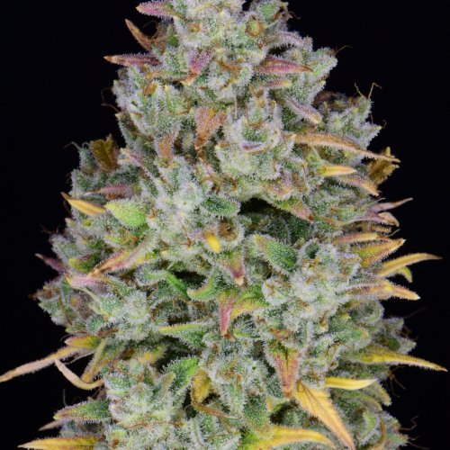 Fast Buds Gelato Auto