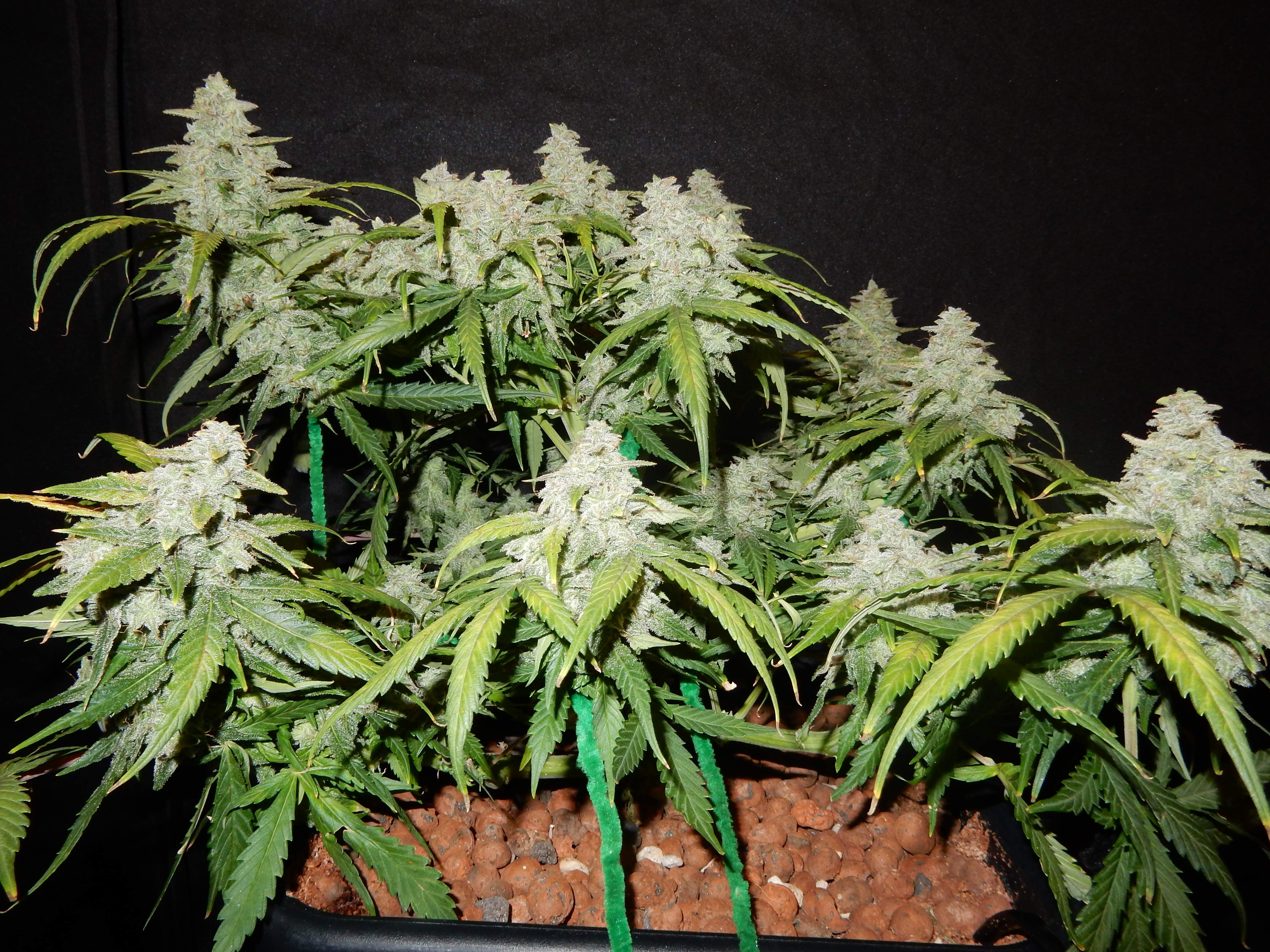 Fast Buds Green Crack Auto